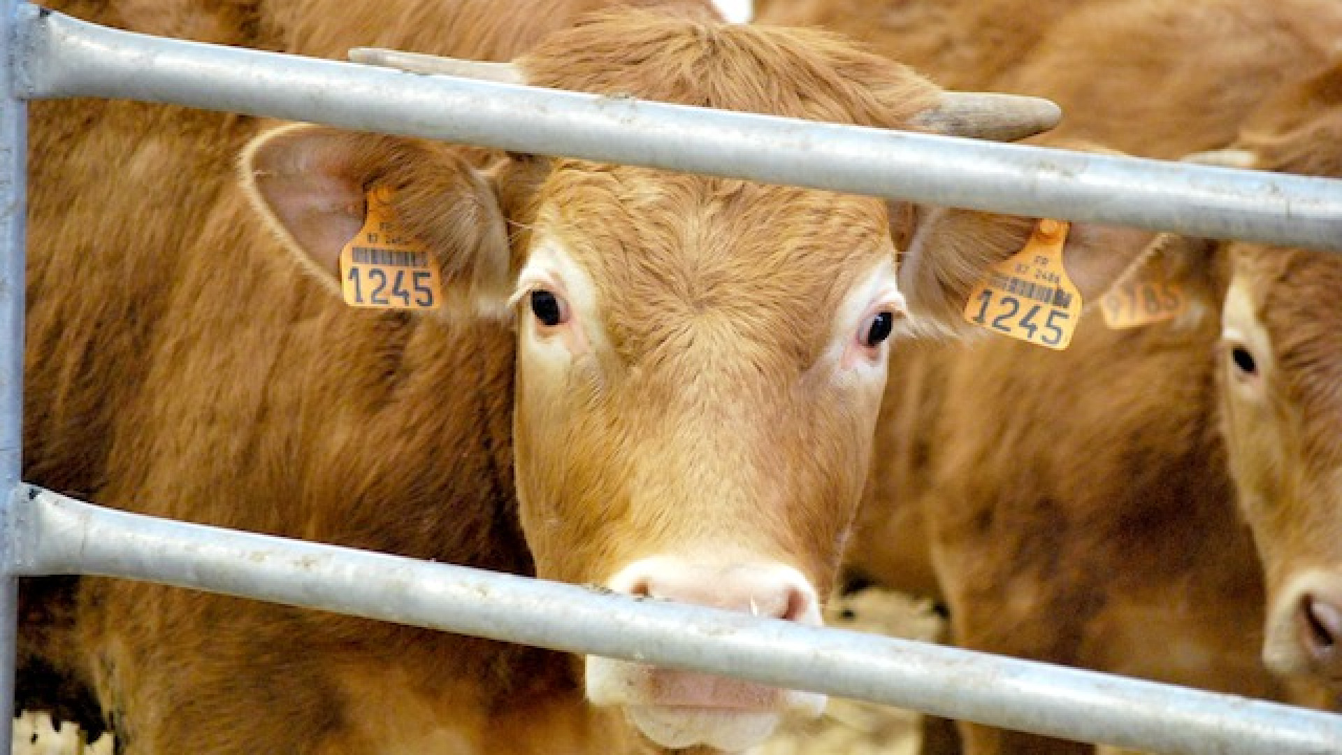 Immagine di Benessere animale, a che punto siamo?