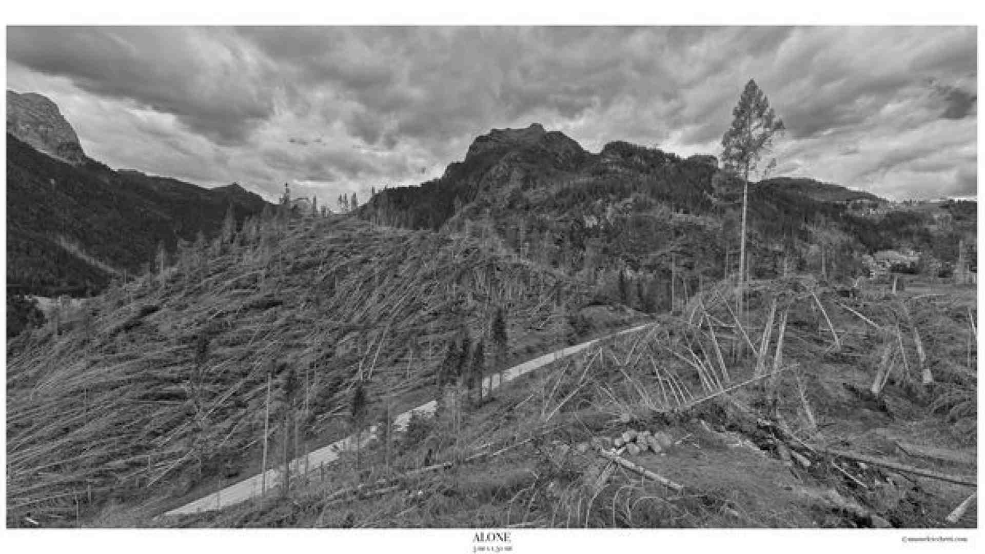 Immagine di Le Dolomiti dopo Vaia