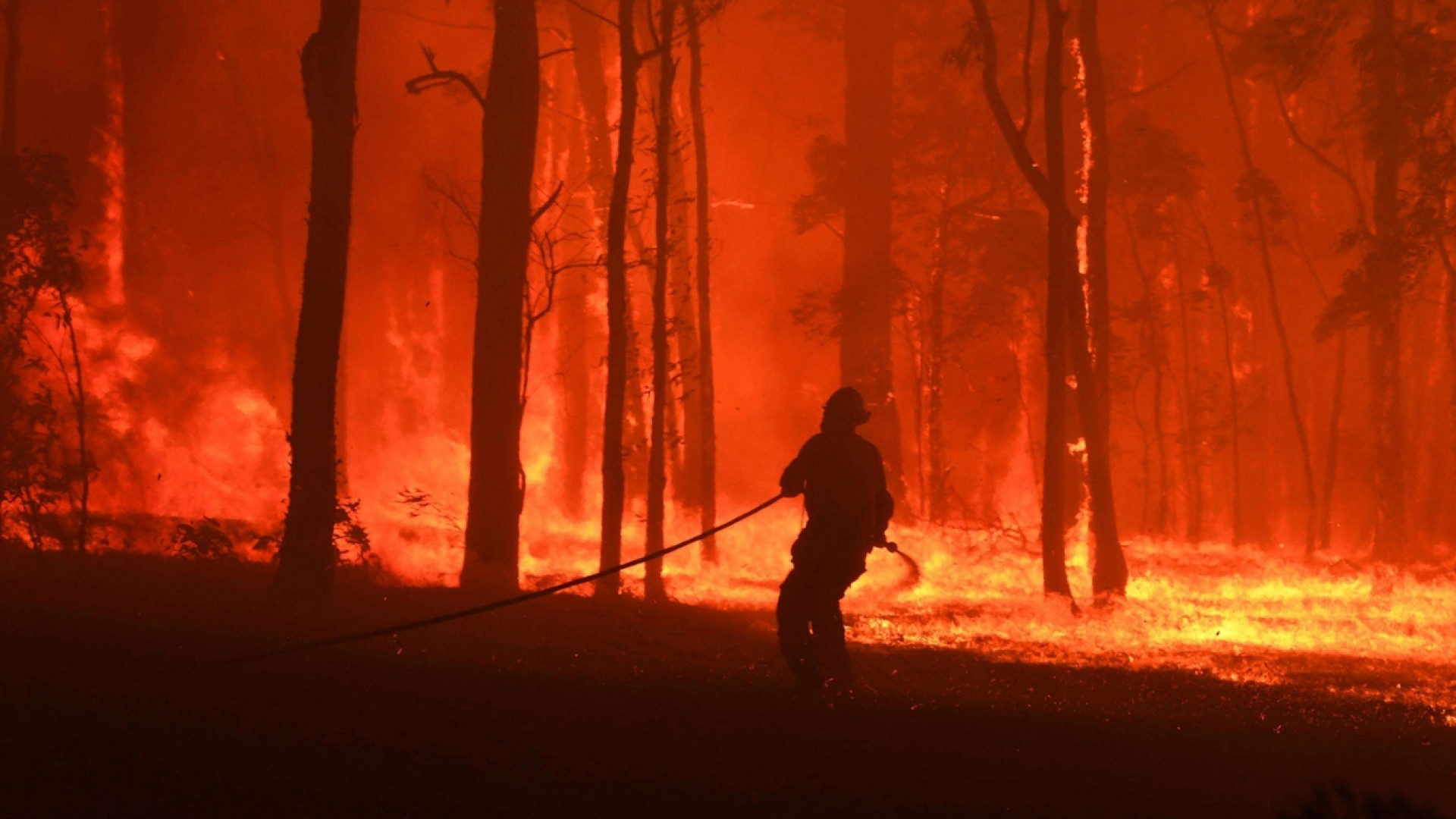 Immagine di Gli incendi stanno devastando l'Australia
