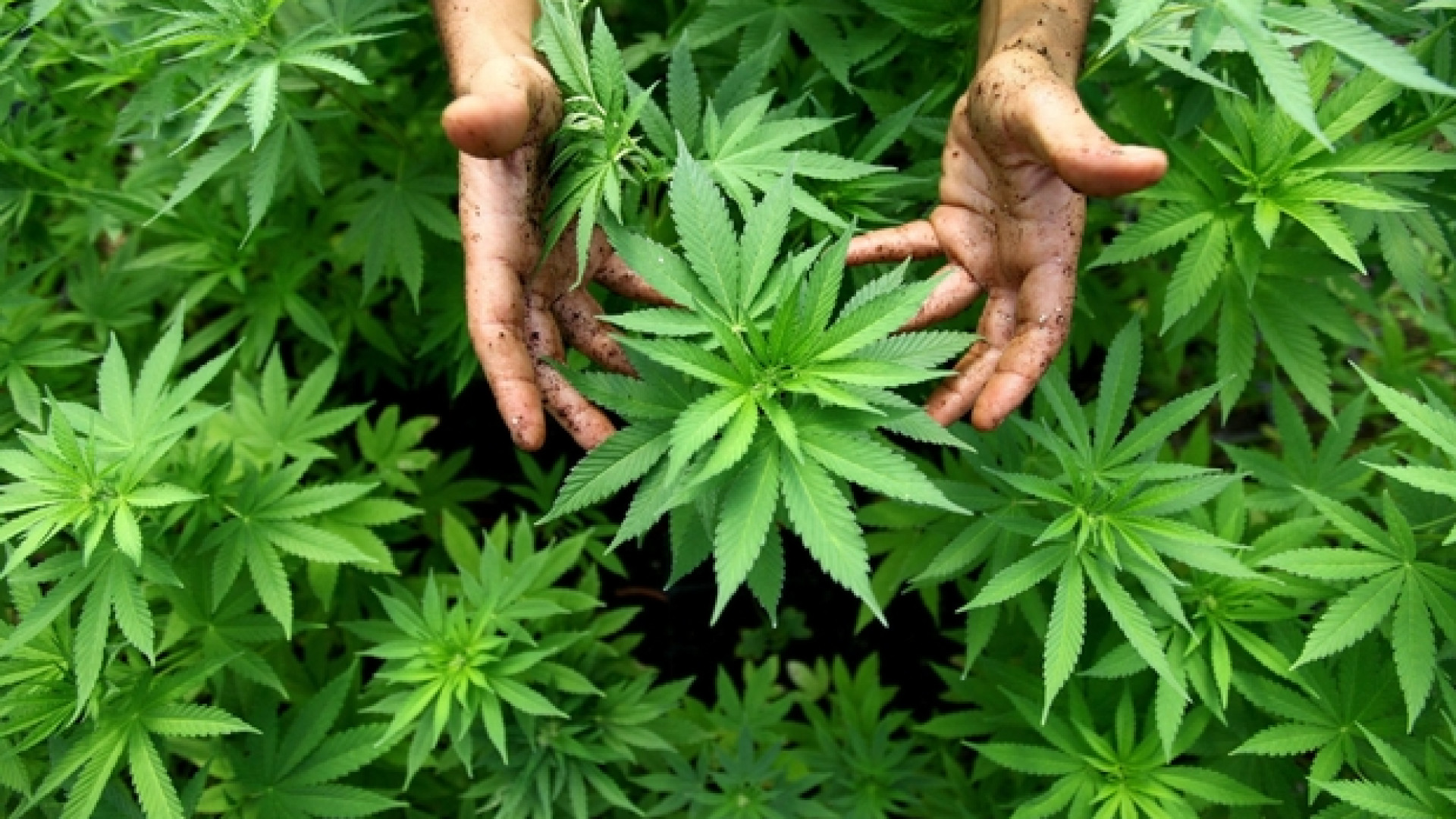 Immagine di Cassazione choc: coltivare cannabis in casa non è (più) reato
