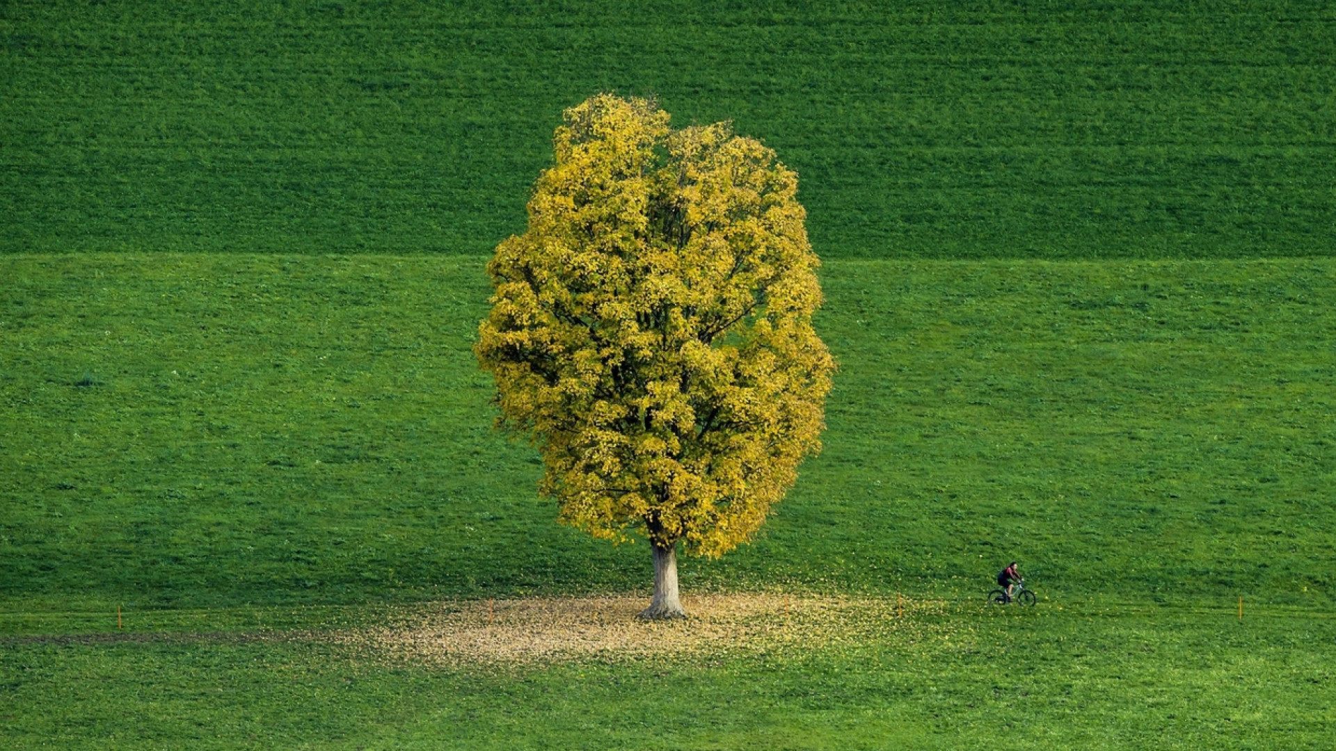 Immagine di Prendersi cura delle piante: un impegno e anche un lavoro