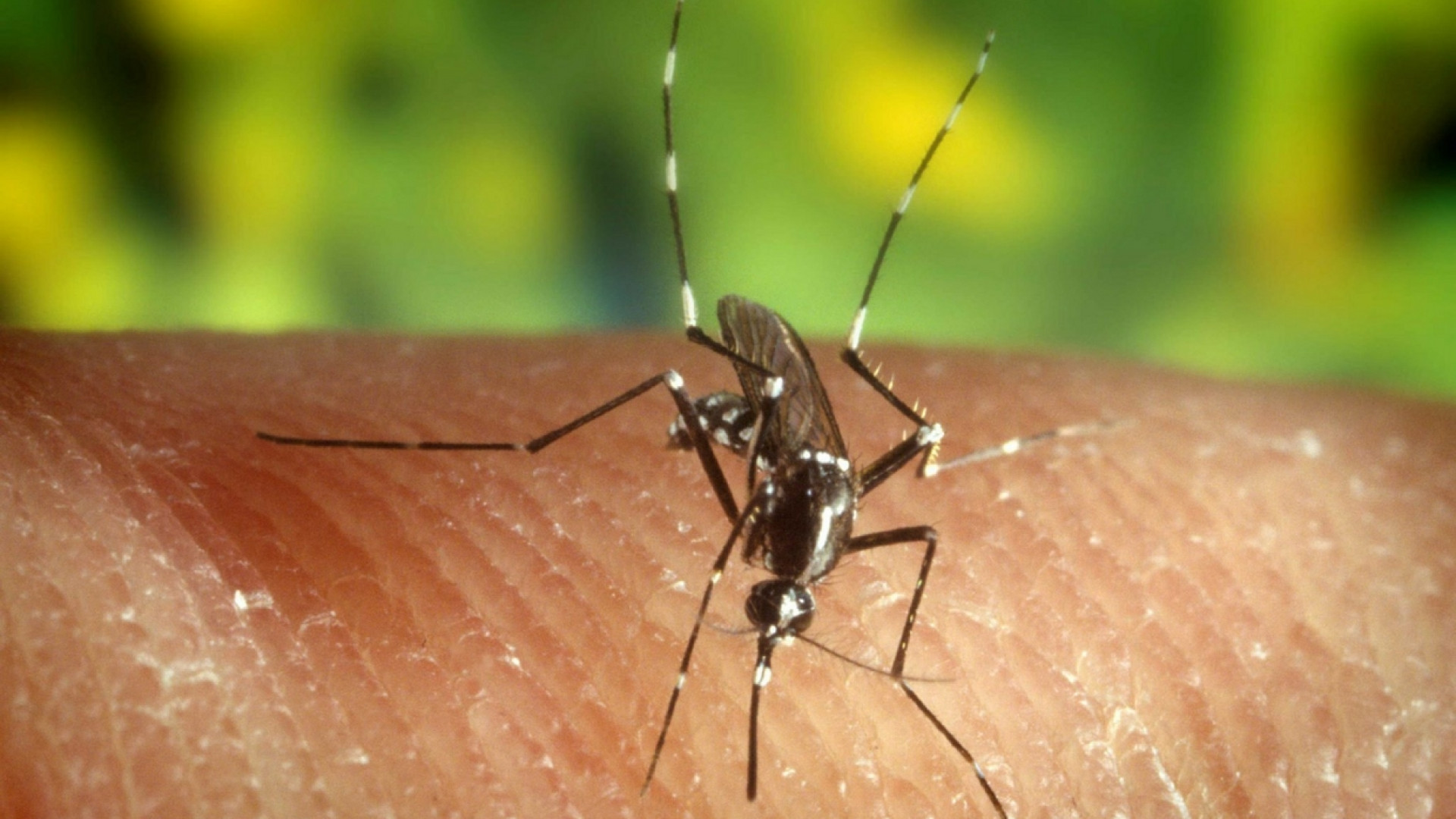 Immagine di La malaria ora ha il suo vaccino. «Un passo storico»