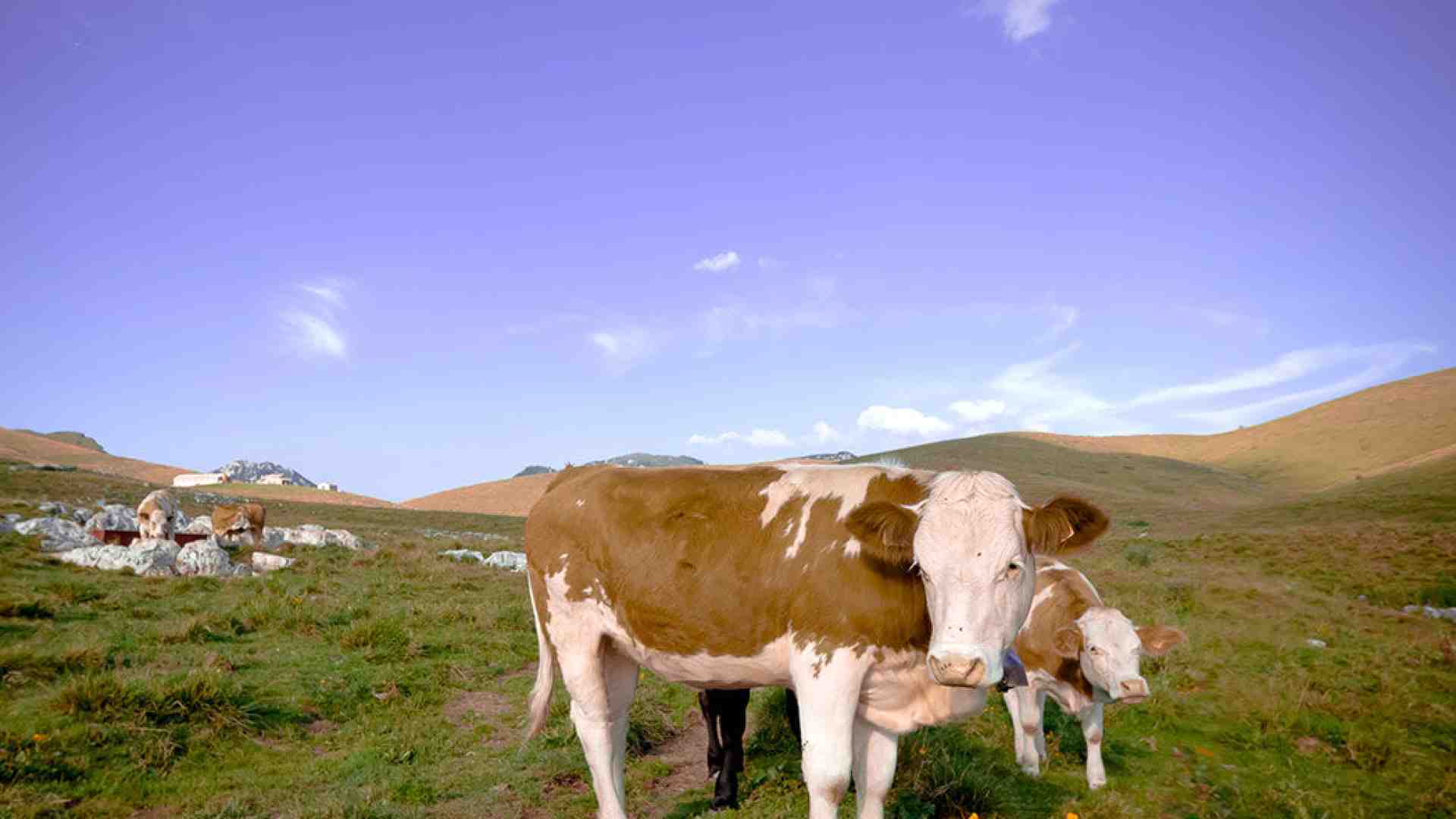Immagine di Lessinia, in quel parco si cerca un futuro diverso