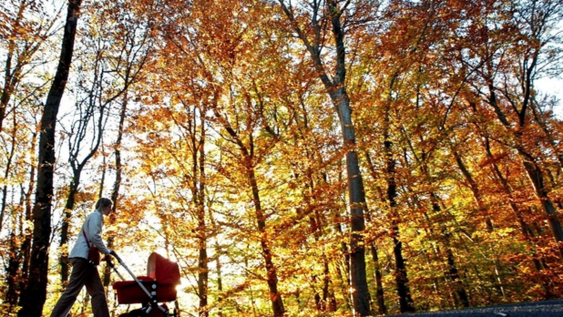Immagine di Meno allevamenti, più foreste per assorbire la CO2 in eccesso