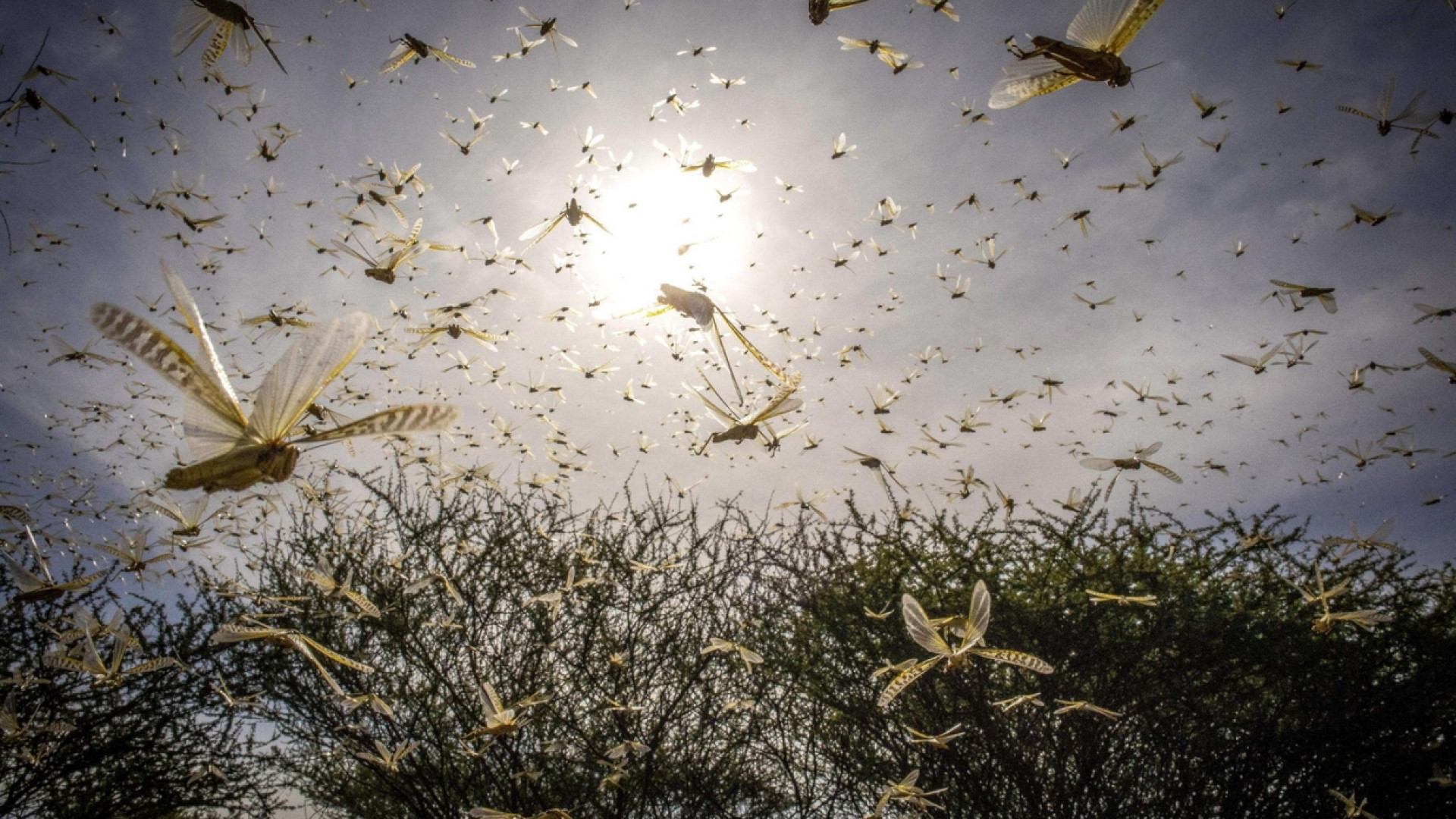 Immagine di Fao: 200 miliardi di locuste invadono il Corno d'Africa, è emergenza / FOTO