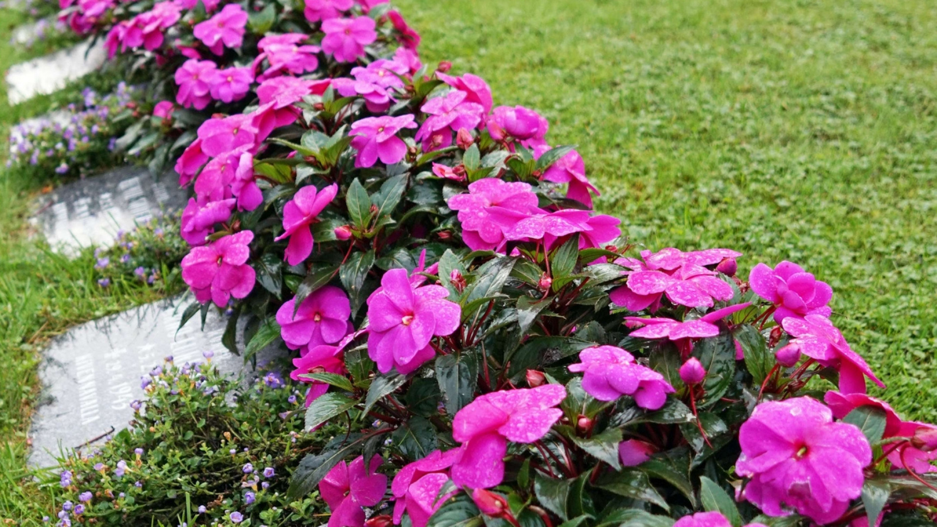Immagine di Se il caro estinto diventa concime da giardino