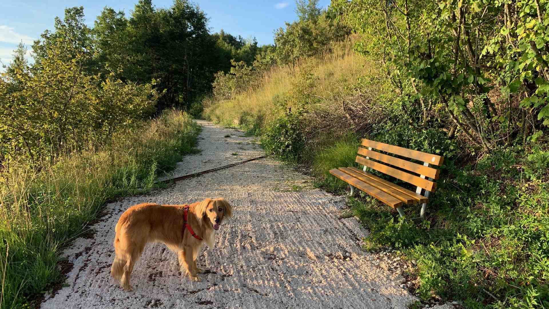 Immagine di Lungo la Via della lana da Cazzano al Vicentino