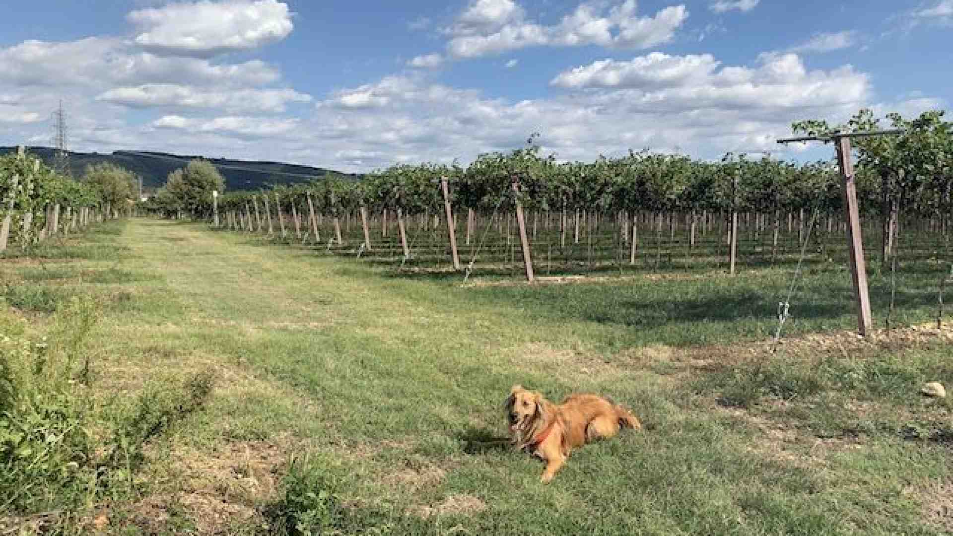 Immagine di Pedemonte regala paesaggi di un autunno pieno di dolcezza