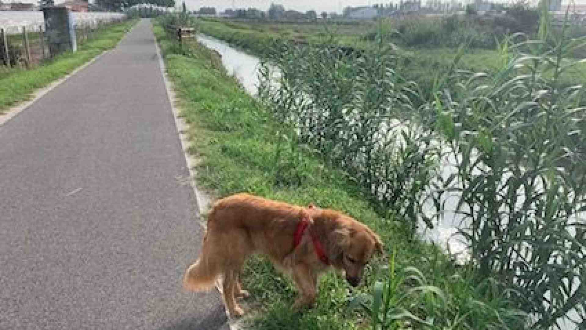 Immagine di La ciclopedonale “scopre” la tranquillità di Buttapietra