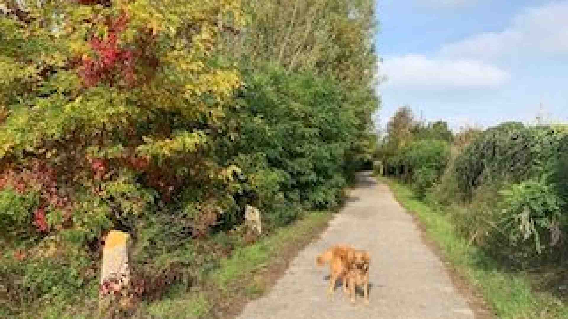Immagine di A Settimo di Pescantina incantevole passeggiata tra acqua, campi e chiesette