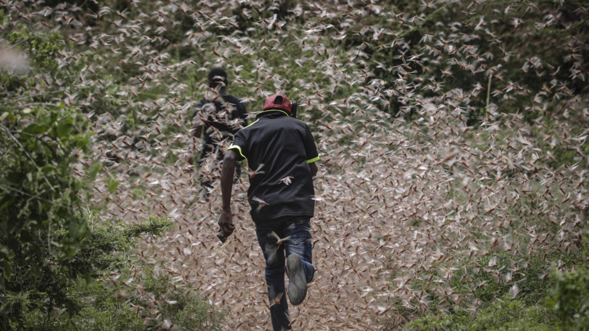 Immagine di Covid e cavallette: un milione a rischio carestia in Etiopia