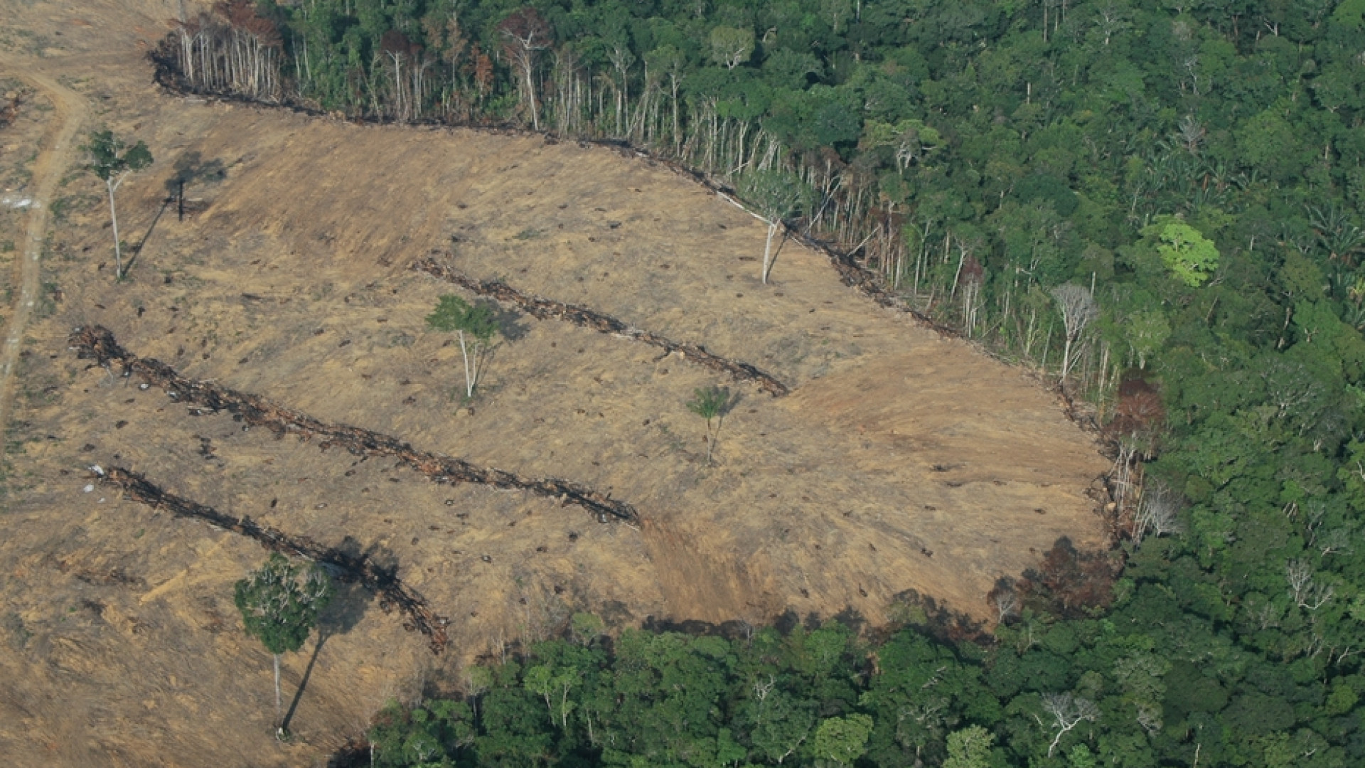 Immagine di Così l'attacco alla biodiversità sta favorendo le pandemie