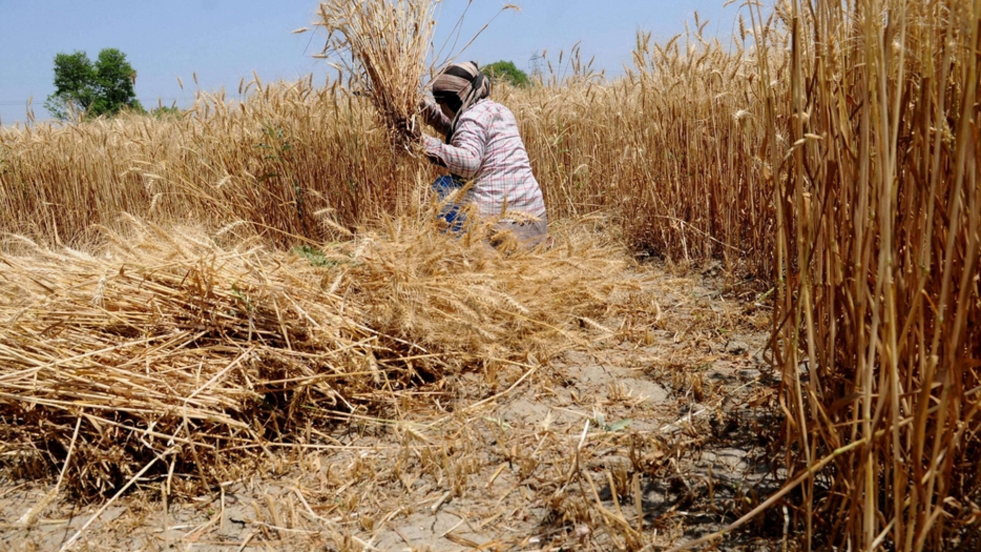 Immagine di Riso e grano resistono al Covid. Ma il rischio è per i più deboli