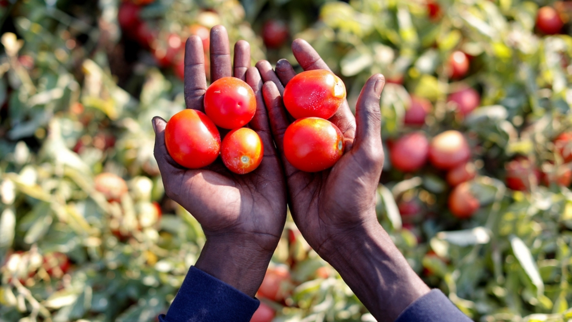 Immagine di In Europa mancano gli stagionali agricoli