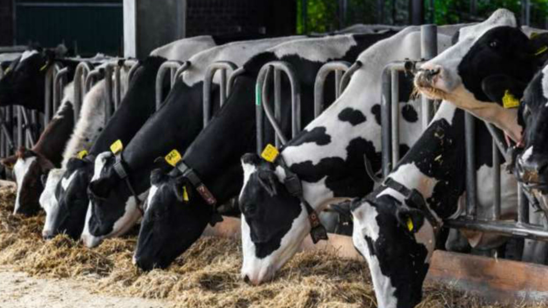 Immagine di Il Covid-19 e la “via del fieno”