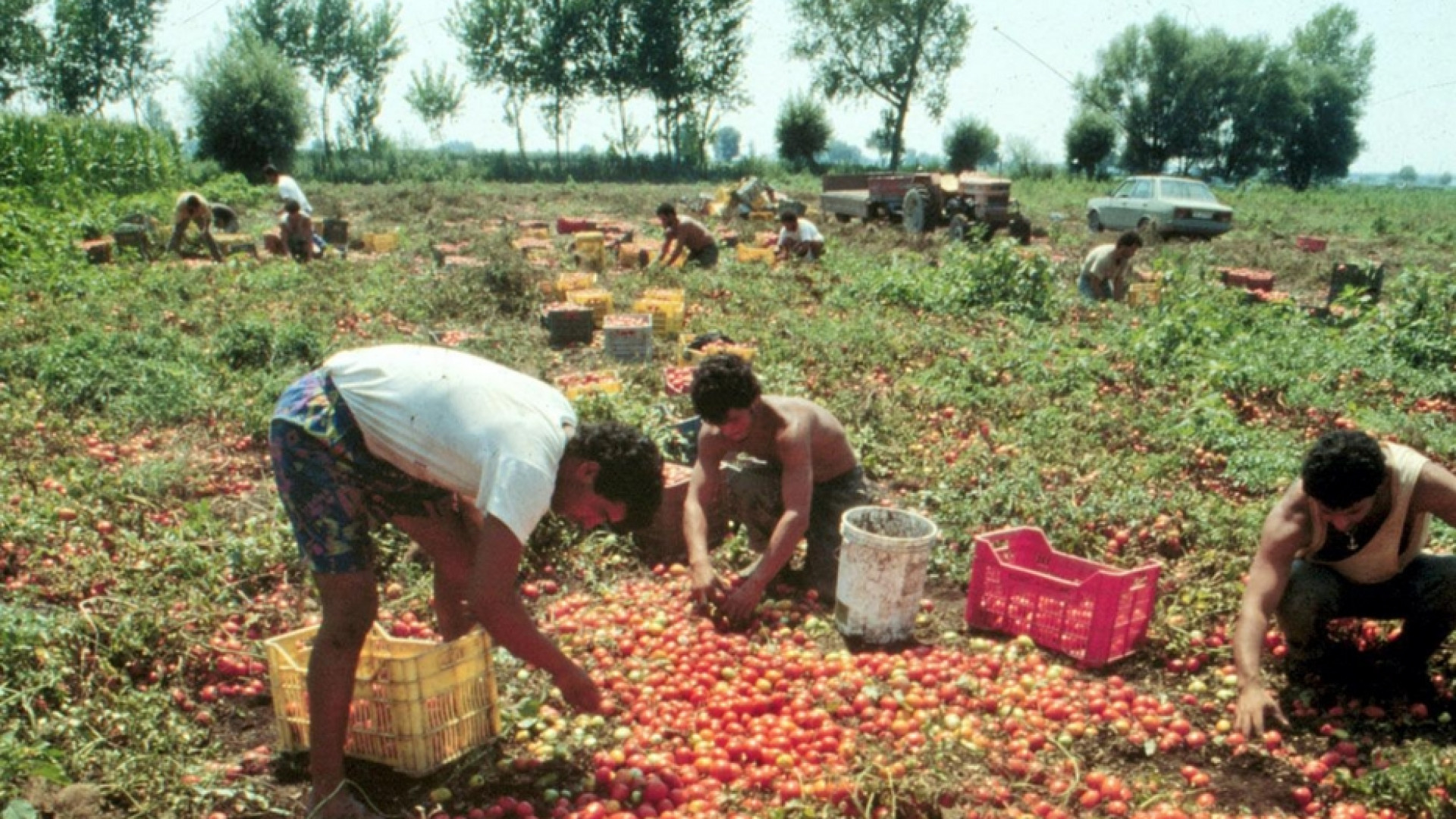 Immagine di I campi hanno bisogno di stranieri
