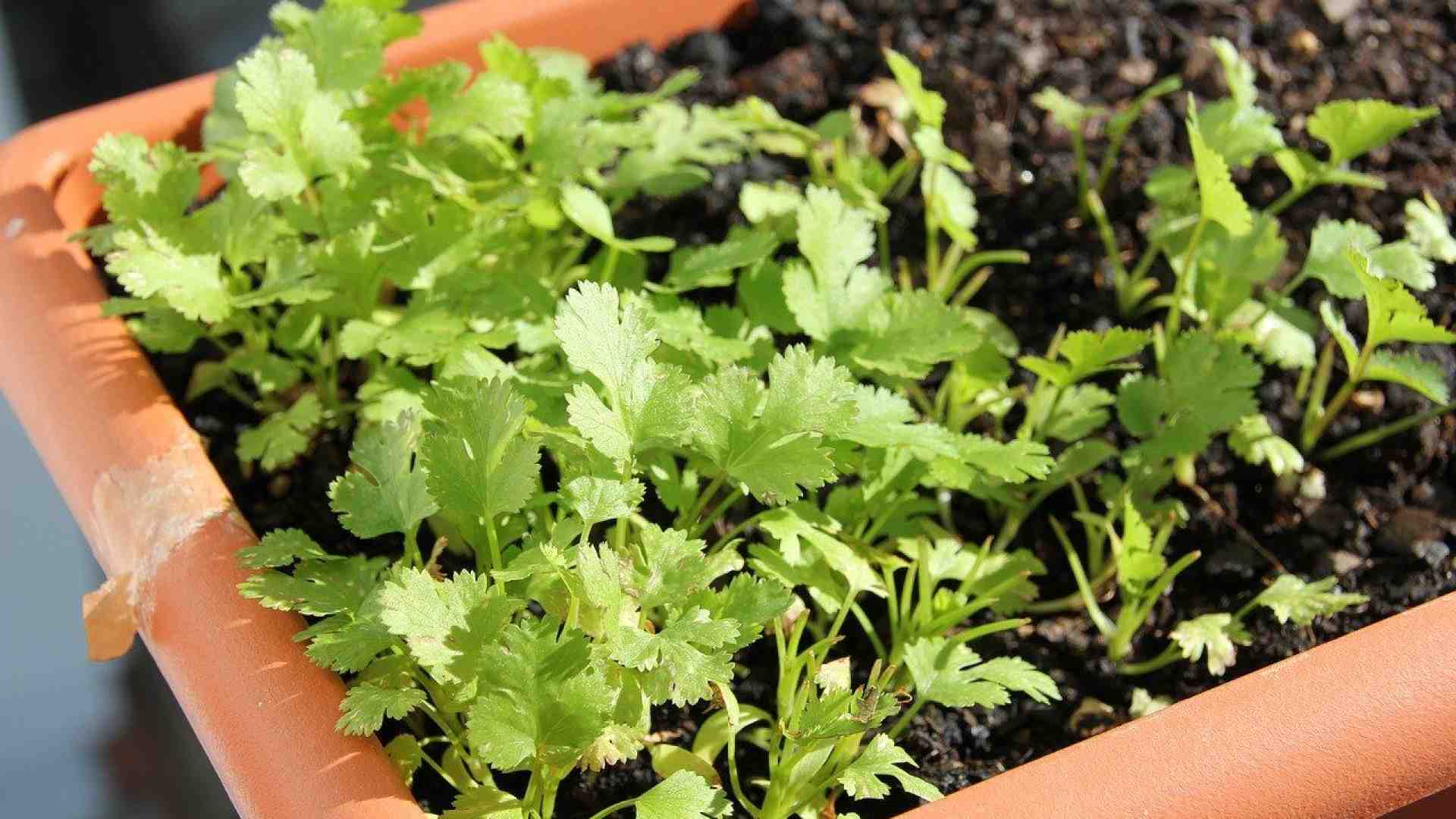 Immagine di L’orto si può fare sul terrazzo: lattuga e fragole a... metro zero