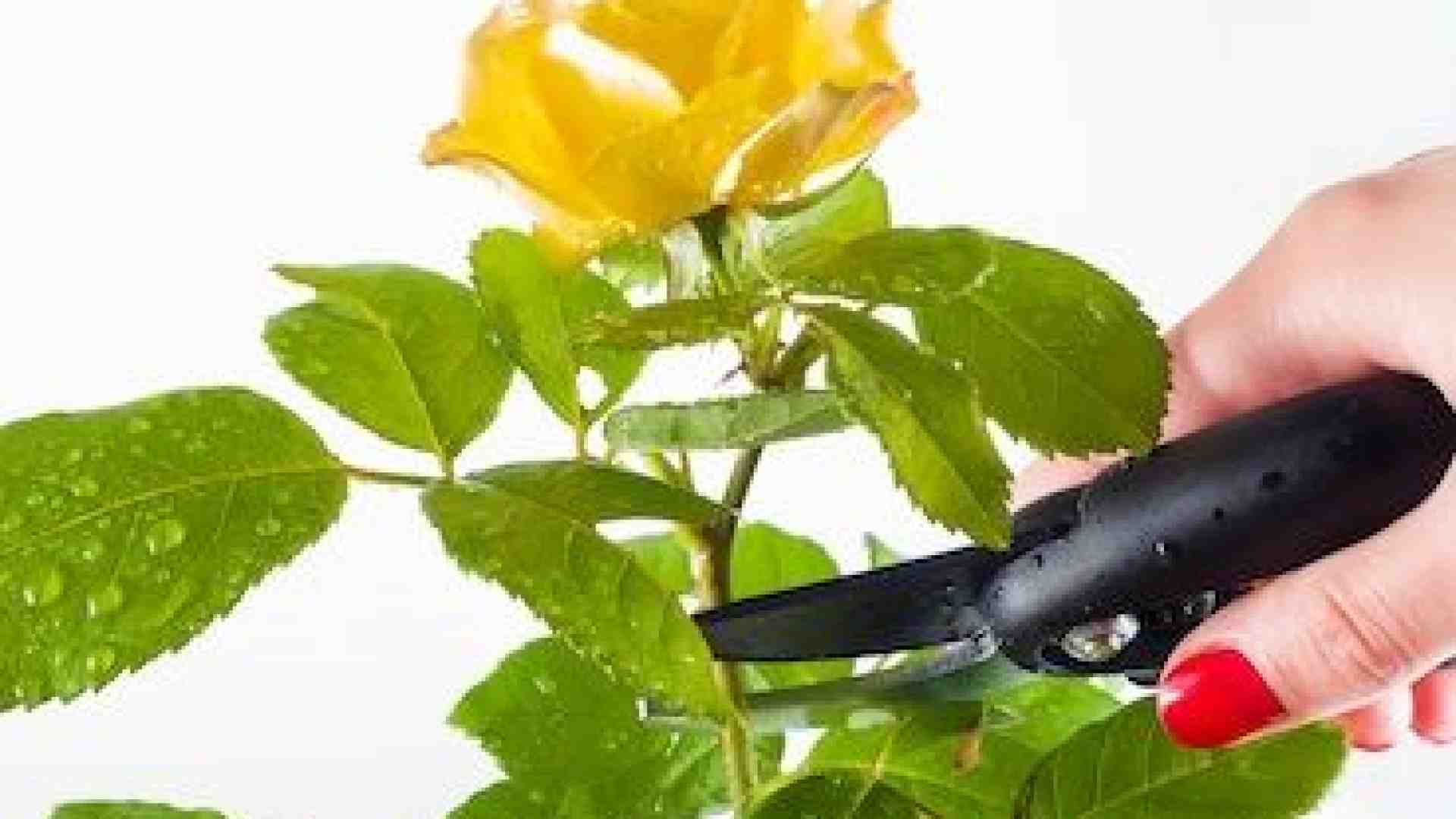Immagine di Il variegato mondo delle rose: ecco come trattare le regine dei nostri giardini
