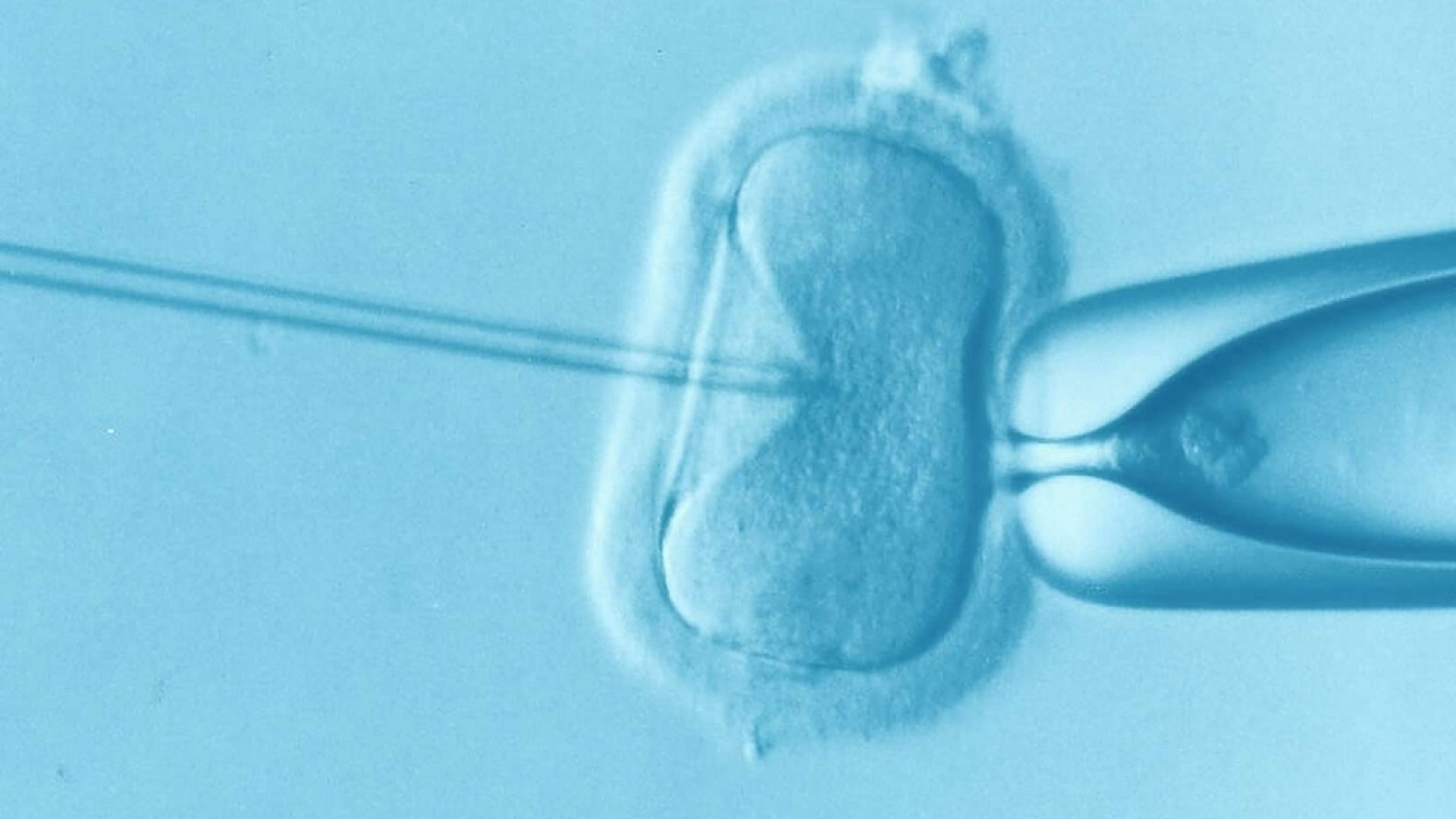 Immagine di Gene editing, il flop degli embrioni manipolati
