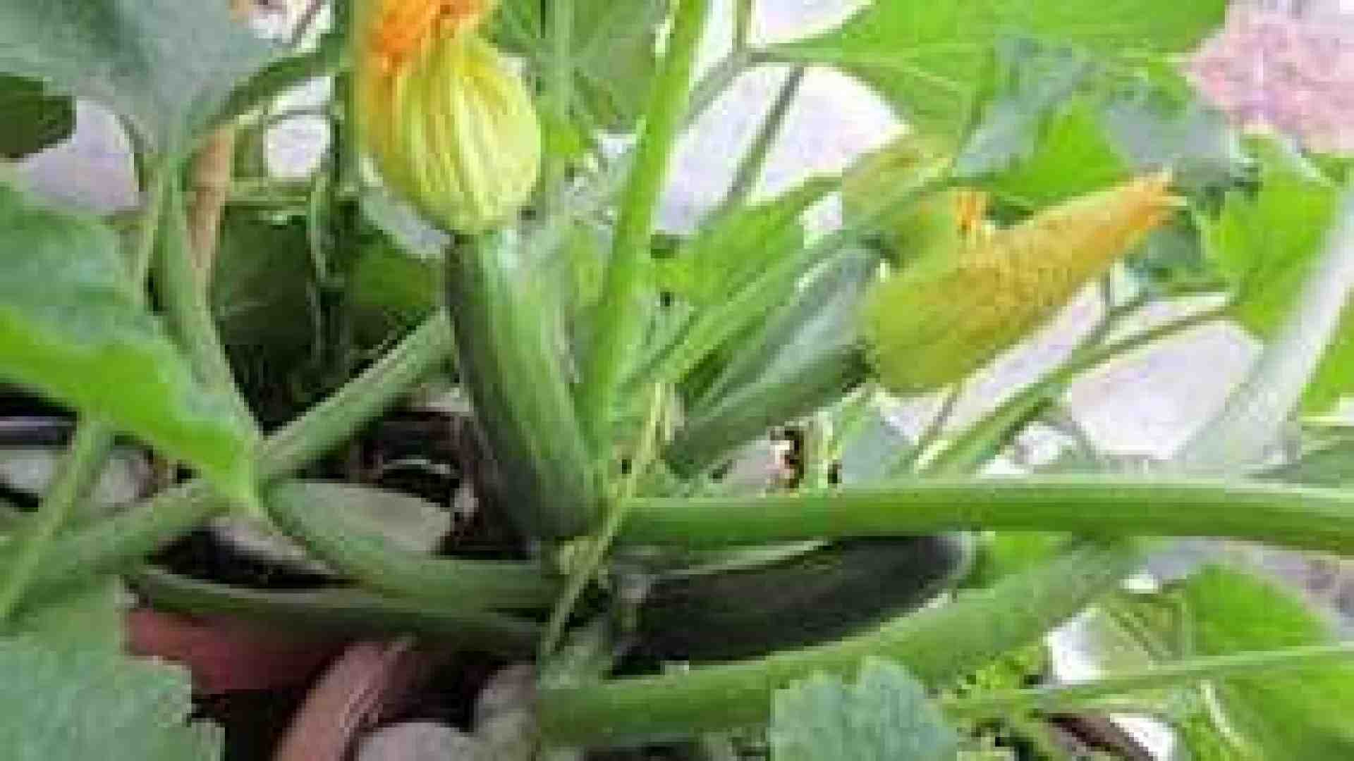 Immagine di È tempo di raccogliere le nostre zucchine. Quelle dell’orto hanno un altro sapore