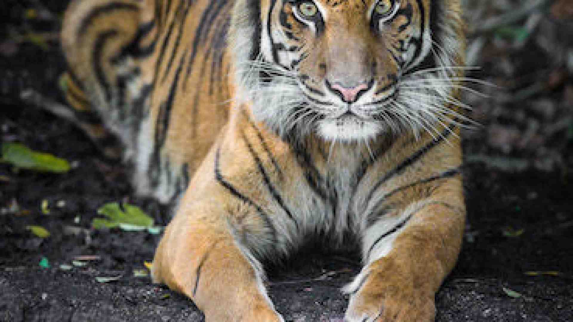 Immagine di Le trigri tra natura e letteratura