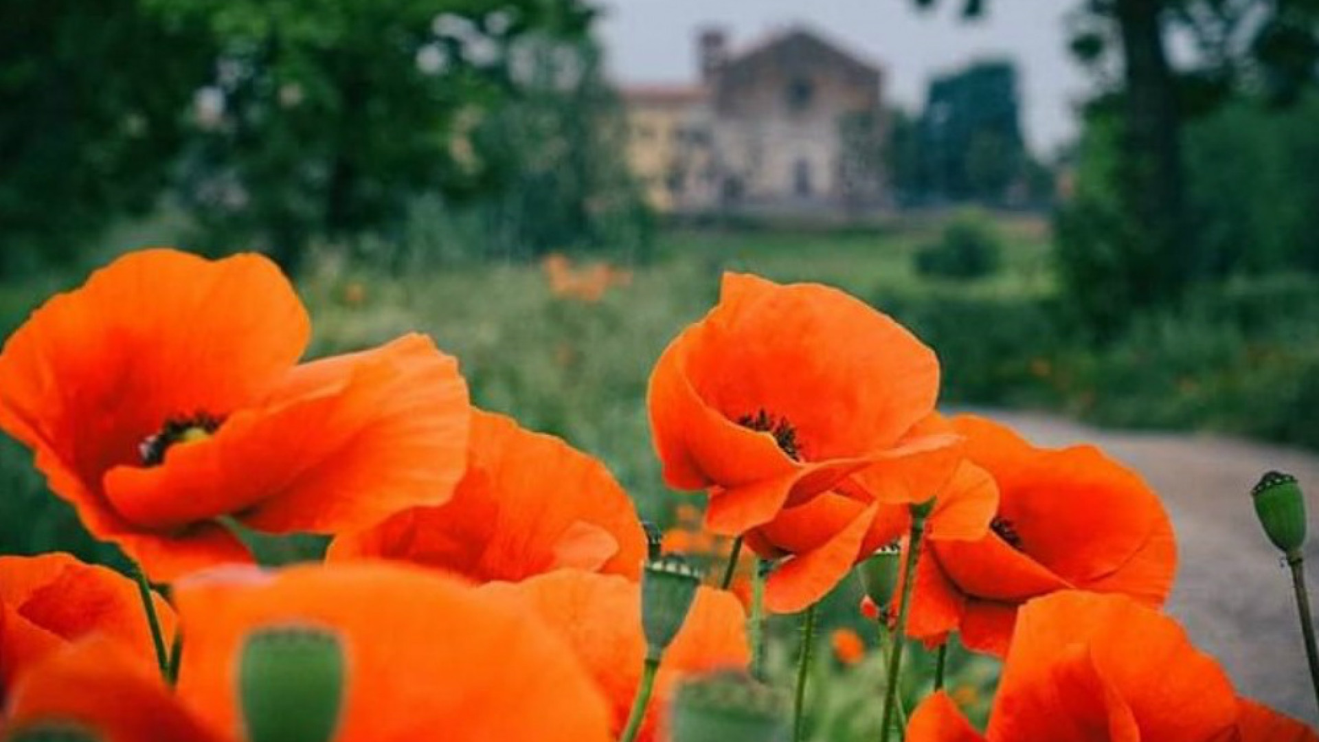 Immagine di Dalla “street” a nuovi orizzonti