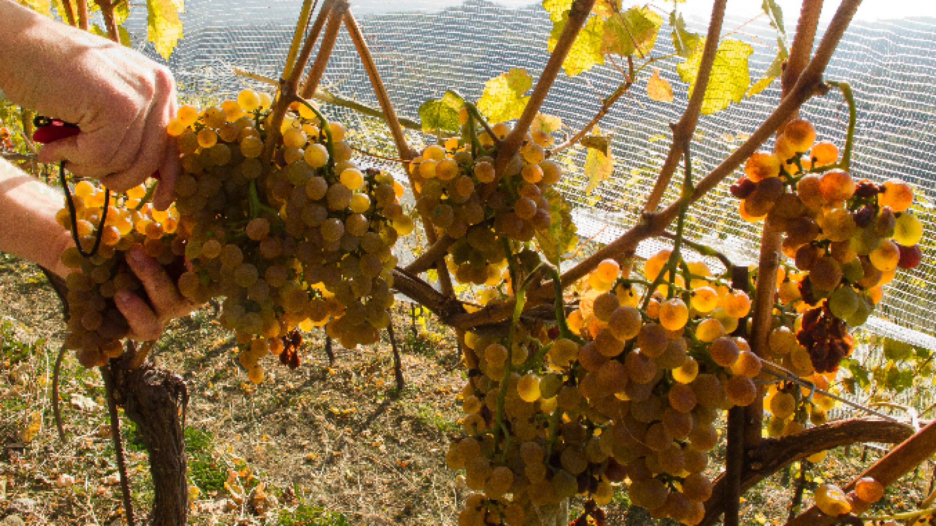 Immagine di Vendemmia 2020: meno vino, ma migliore