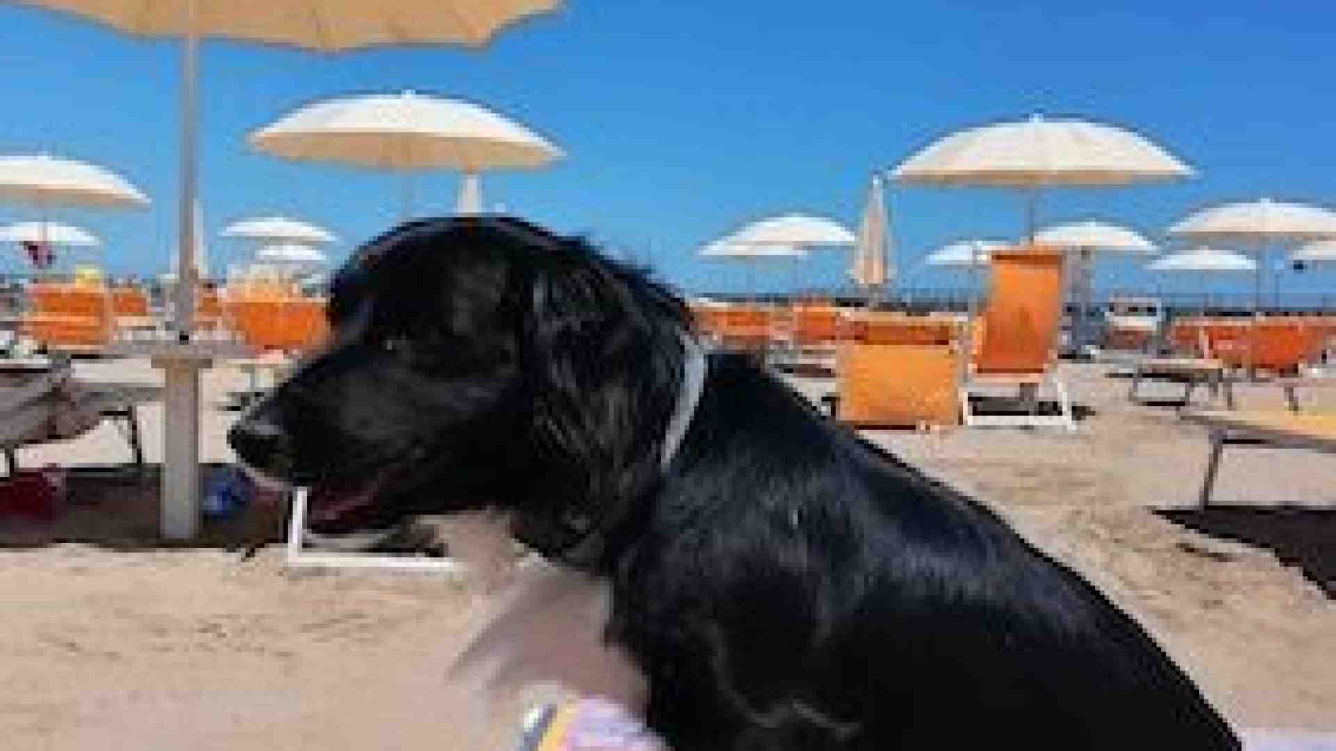 Immagine di In vacanza (soprattutto al mare) con il cane: queste le regole e meglio informarsi prima