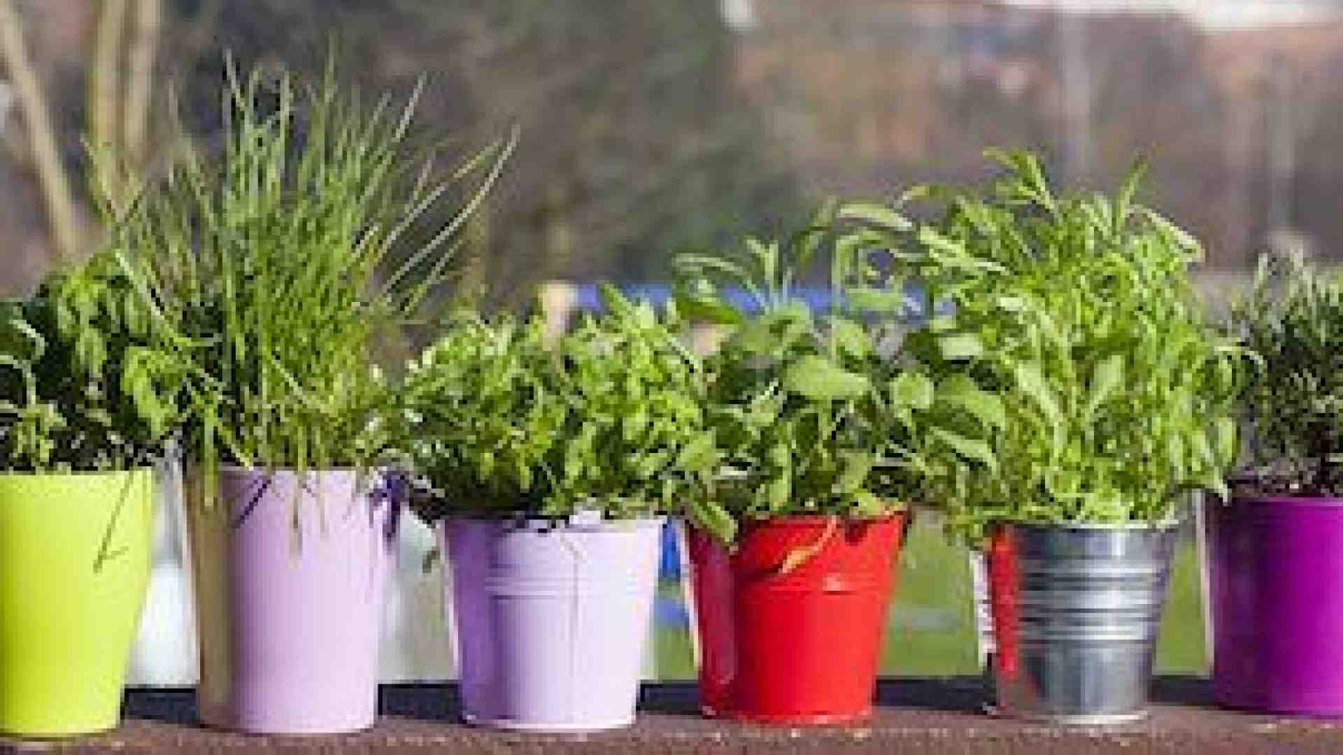 Immagine di Le piante aromatiche nel nostro giardino: durata, annaffiature, simpatie e antipatie