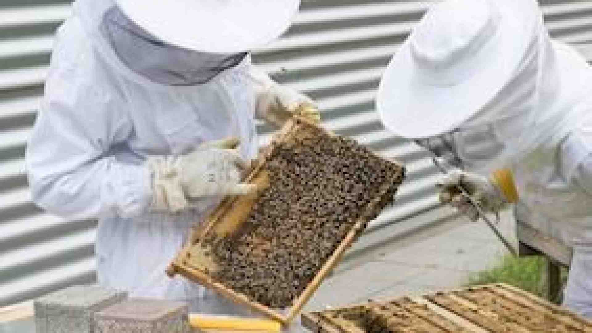Immagine di Finanziamenti: opportunità per gli apicoltori veneti