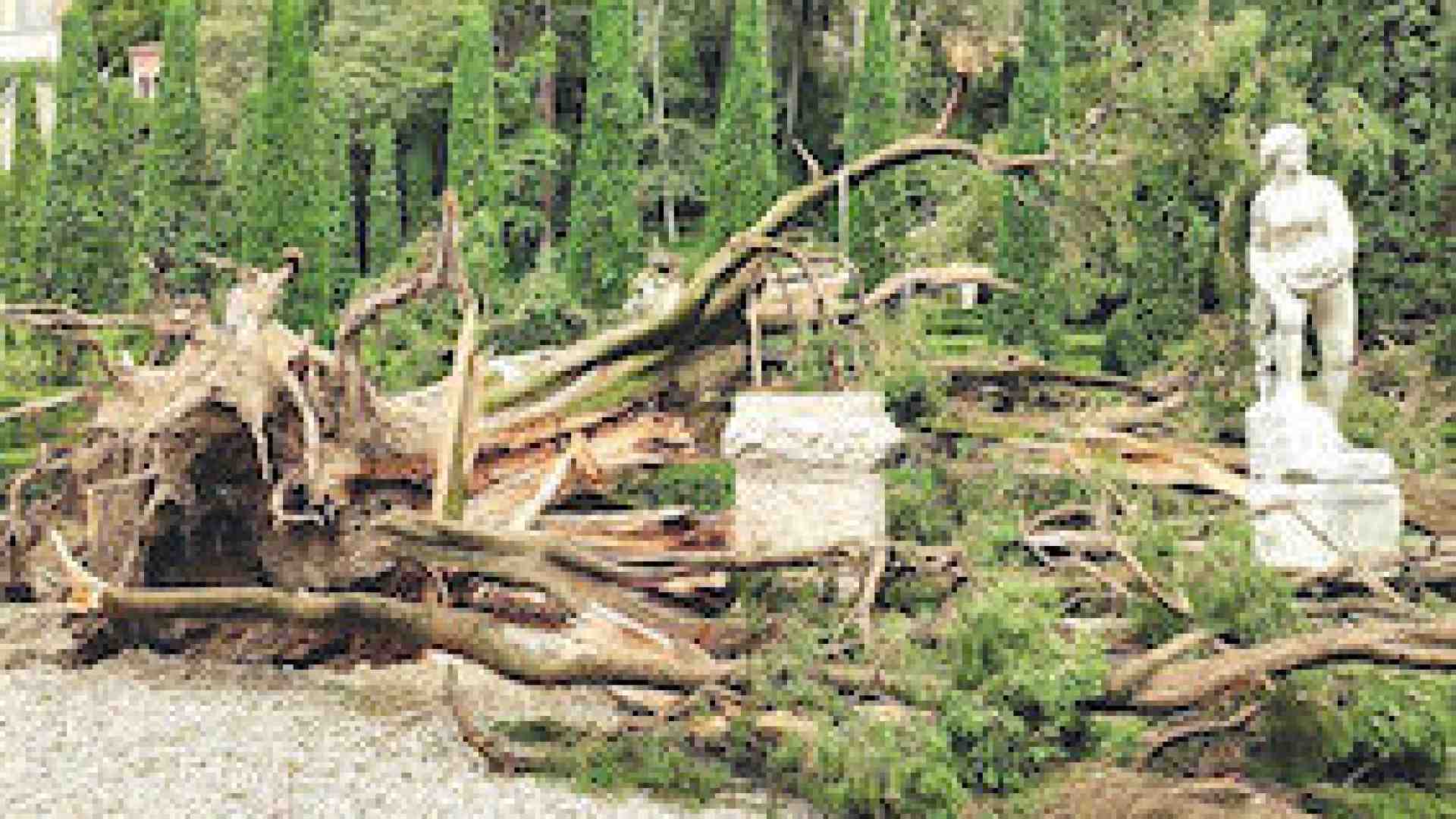 Immagine di Perché un grande albero rischia di cadere giù