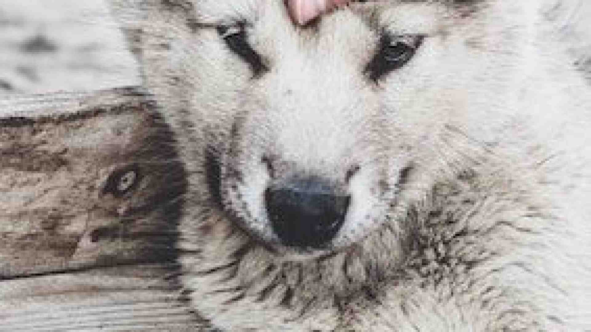 Immagine di Quando il lupo divenne il migliore amico dell’uomo