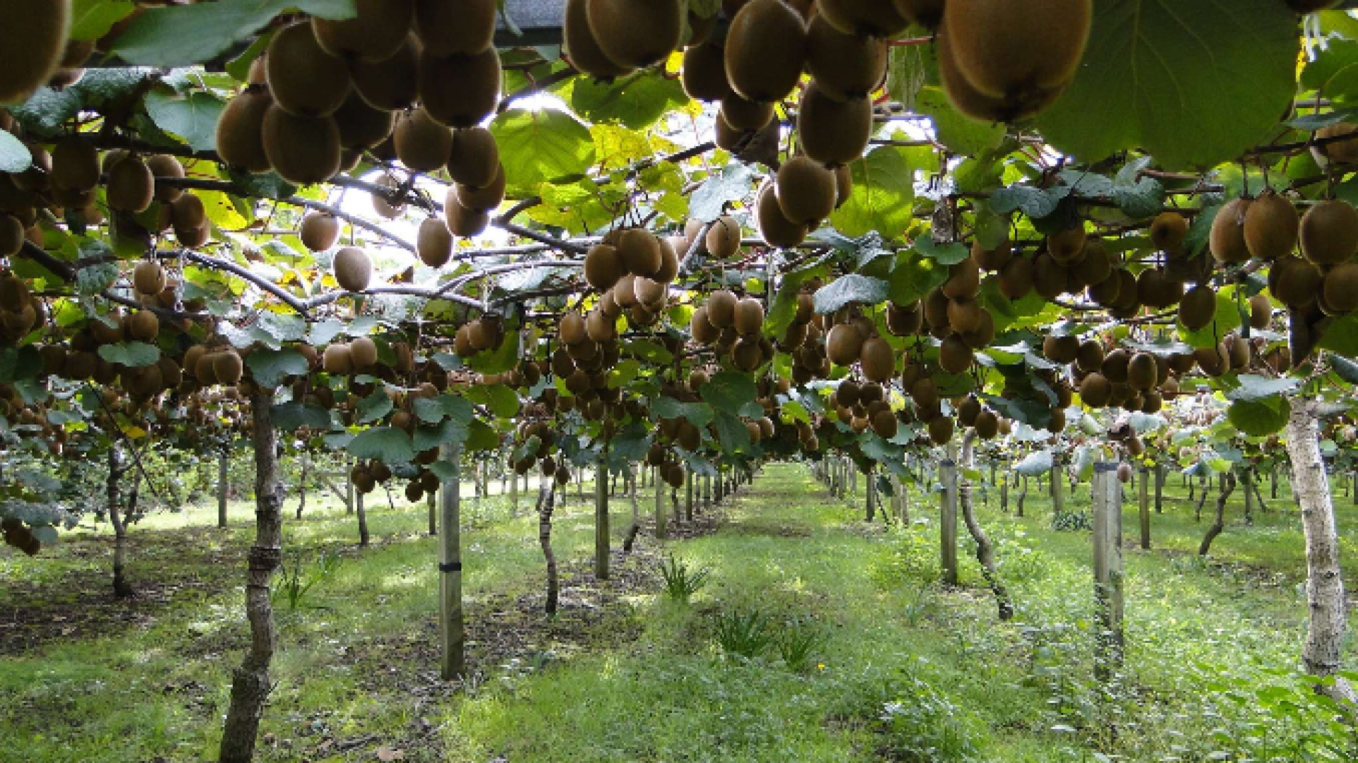 Immagine di Un male misterioso ha colpito i kiwi italiani