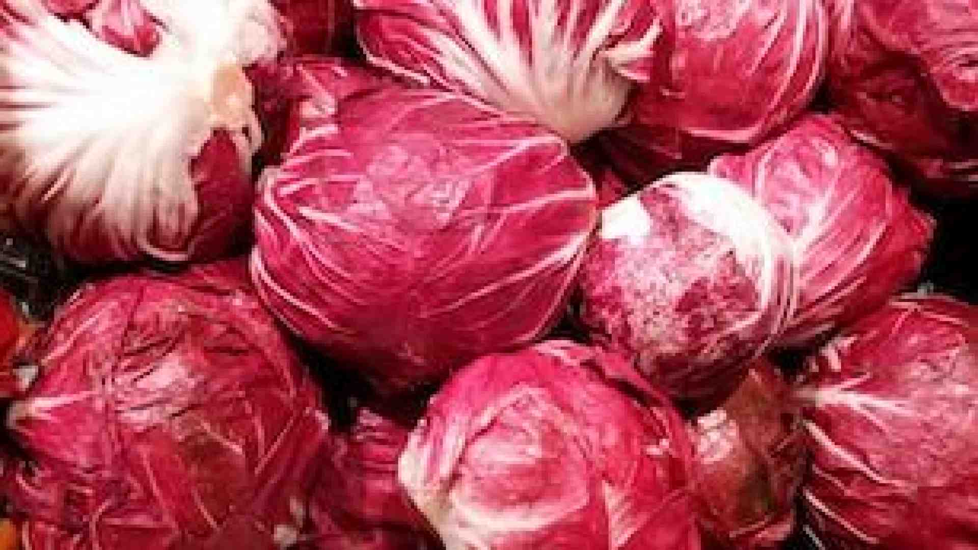 Immagine di Seminare il radicchio rosso gustoso e toccasana