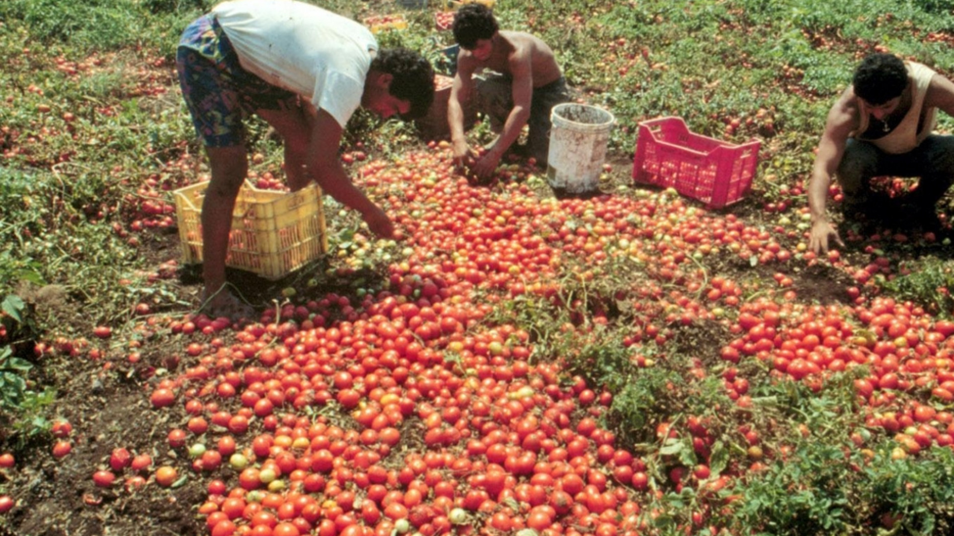 Immagine di Sfruttamento, 200mila "schiavi" in agricoltura