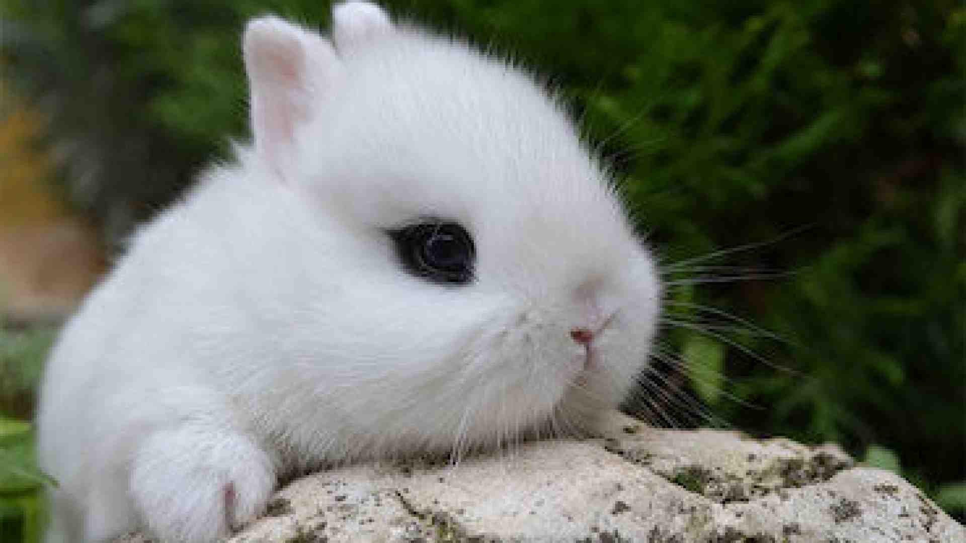 Immagine di Quant’è bello il coniglio nano. Ecco come tenerlo in casa