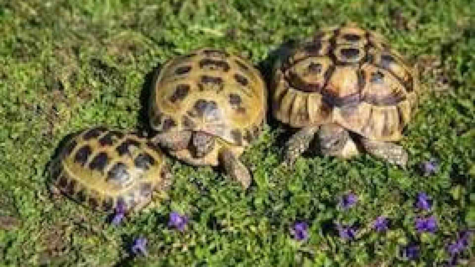 Immagine di Si avvicina l’ora del letargo per le tartarughe da terra