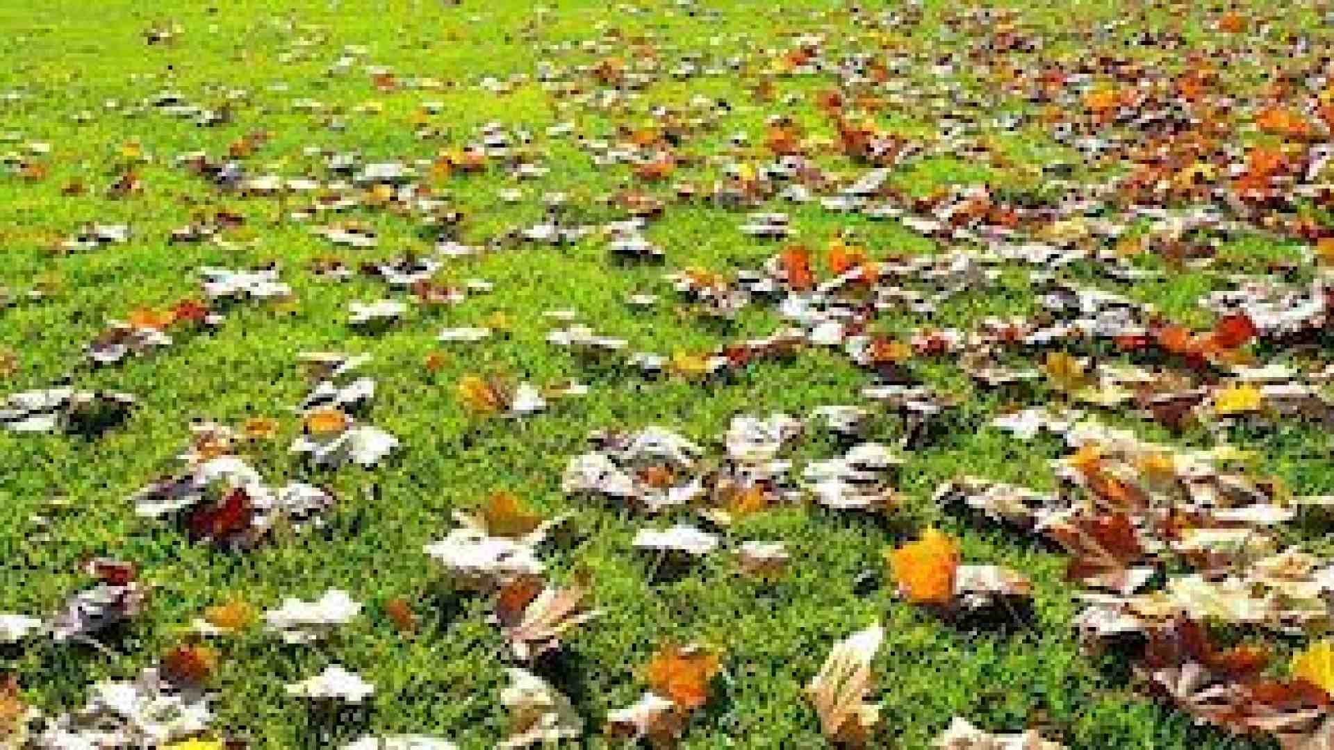 Immagine di Prepariamo il nostro prato ad affrontare l’inverno