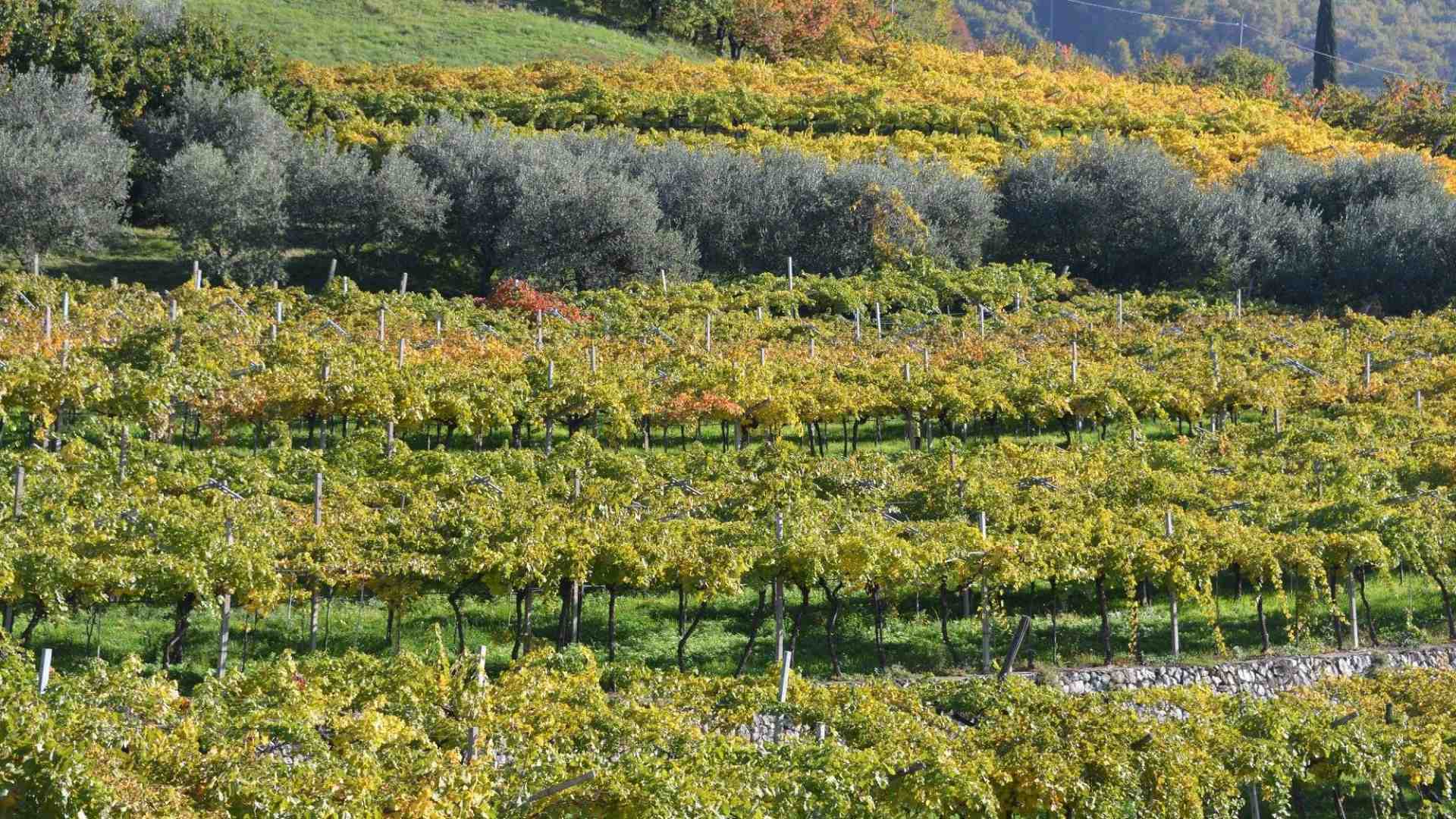 Immagine di Valpolicella, le colline terrazzate nel Registro dei paesaggi rurali