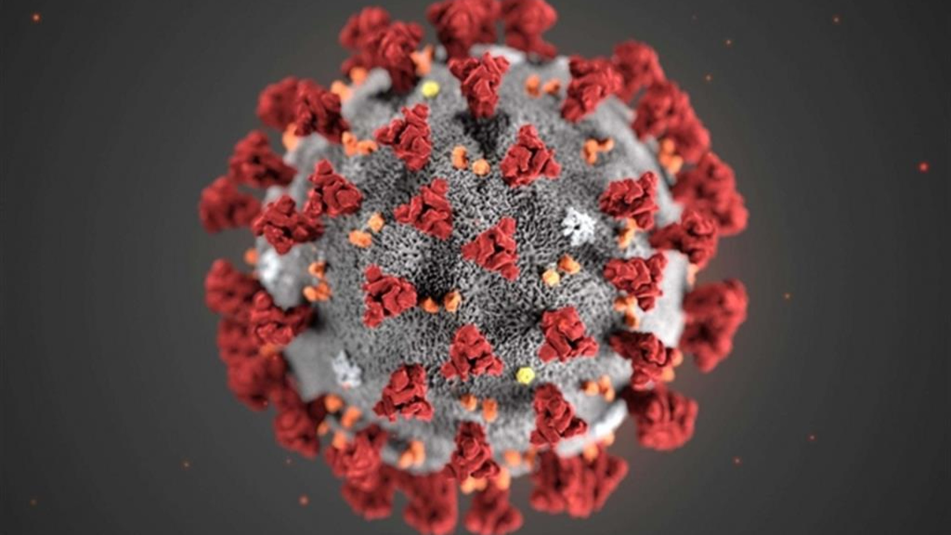 Immagine di Le mutazioni del virus: quante sono state e perché fanno paura