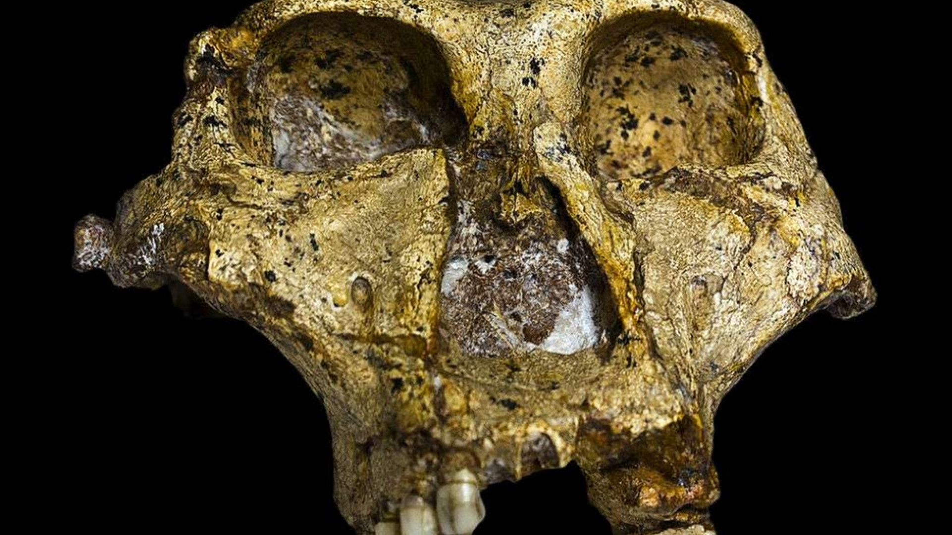 Immagine di La scoperta di un cranio fossile riscrive la storia degli ominini