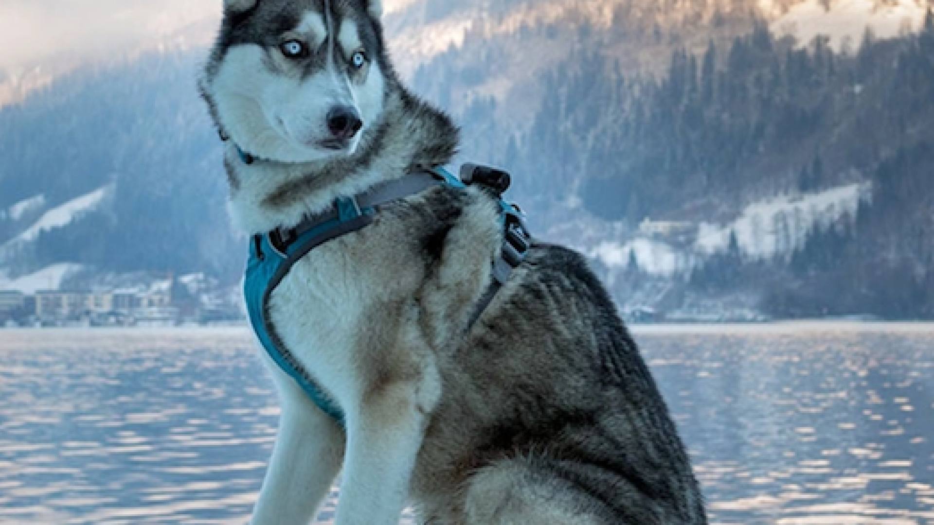 Immagine di Quei magnifici cani da slitta che salvarono una comunità