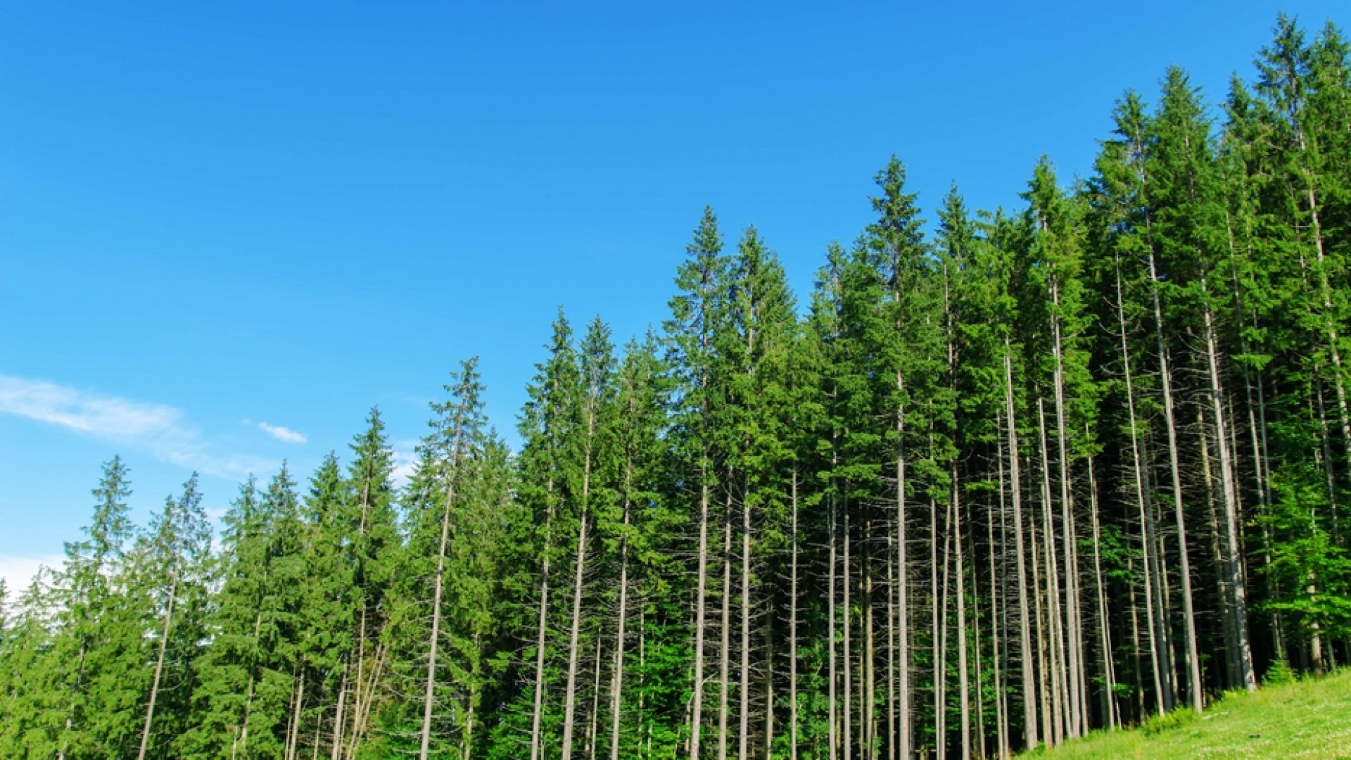 Immagine di Tutti vogliono investire sulle foreste
