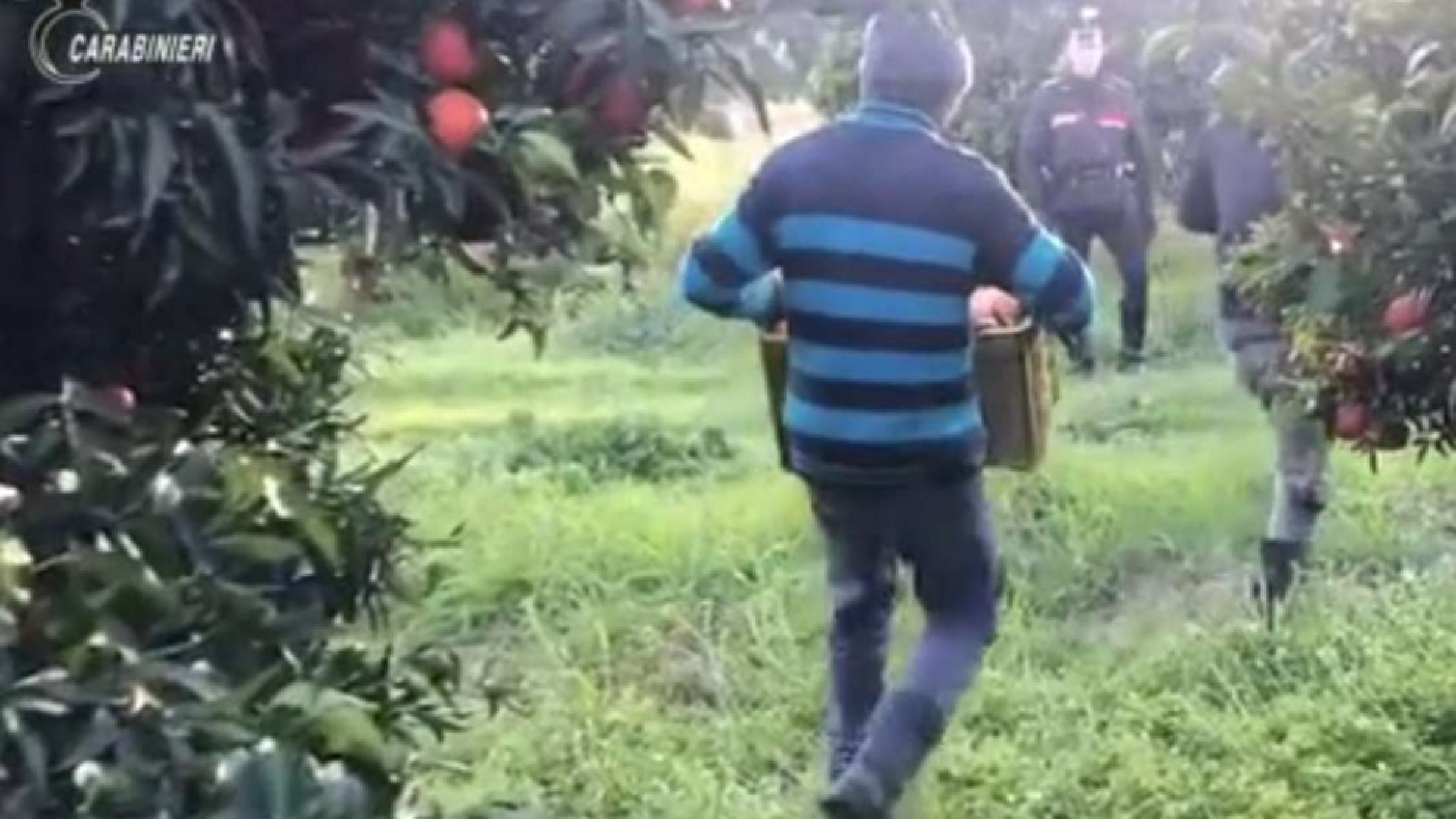 Immagine di Schiavi per tre euro all'ora. Il caporalato è made in Italy
