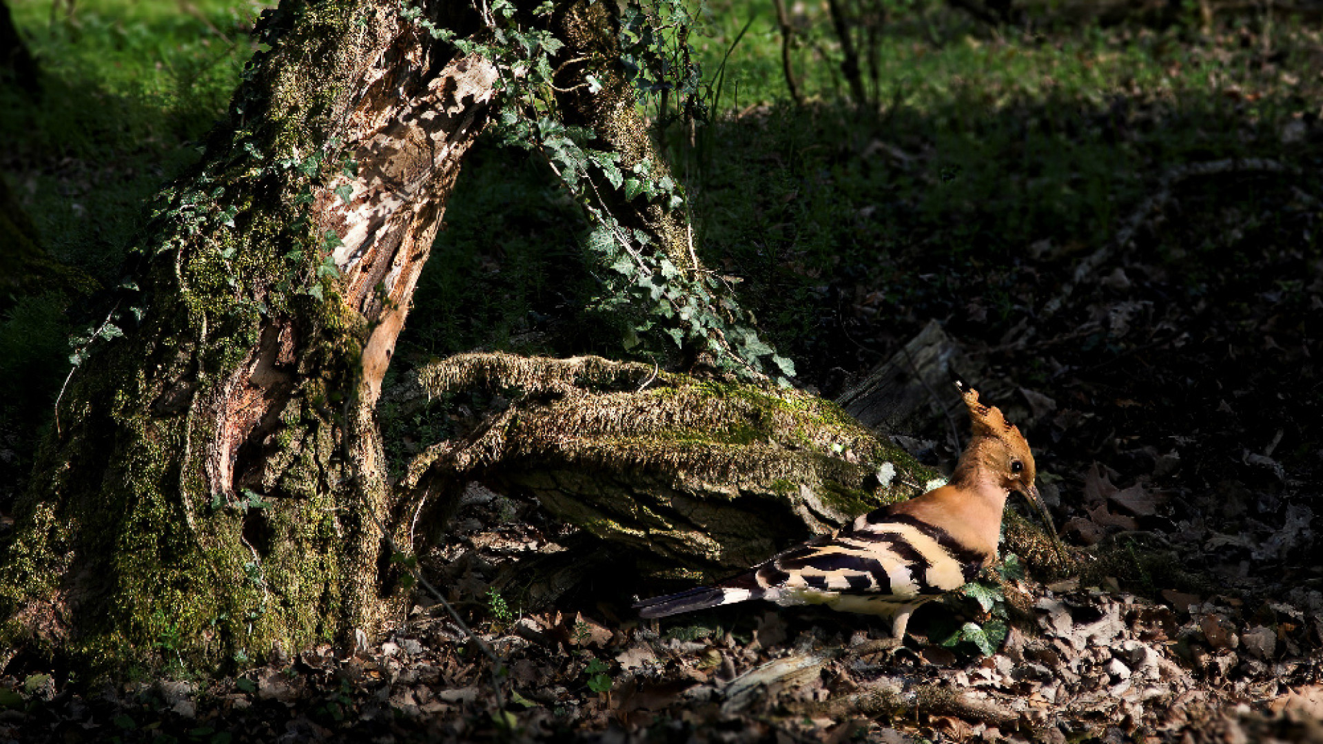 Immagine di Natura e poesia tra luci e ombre
