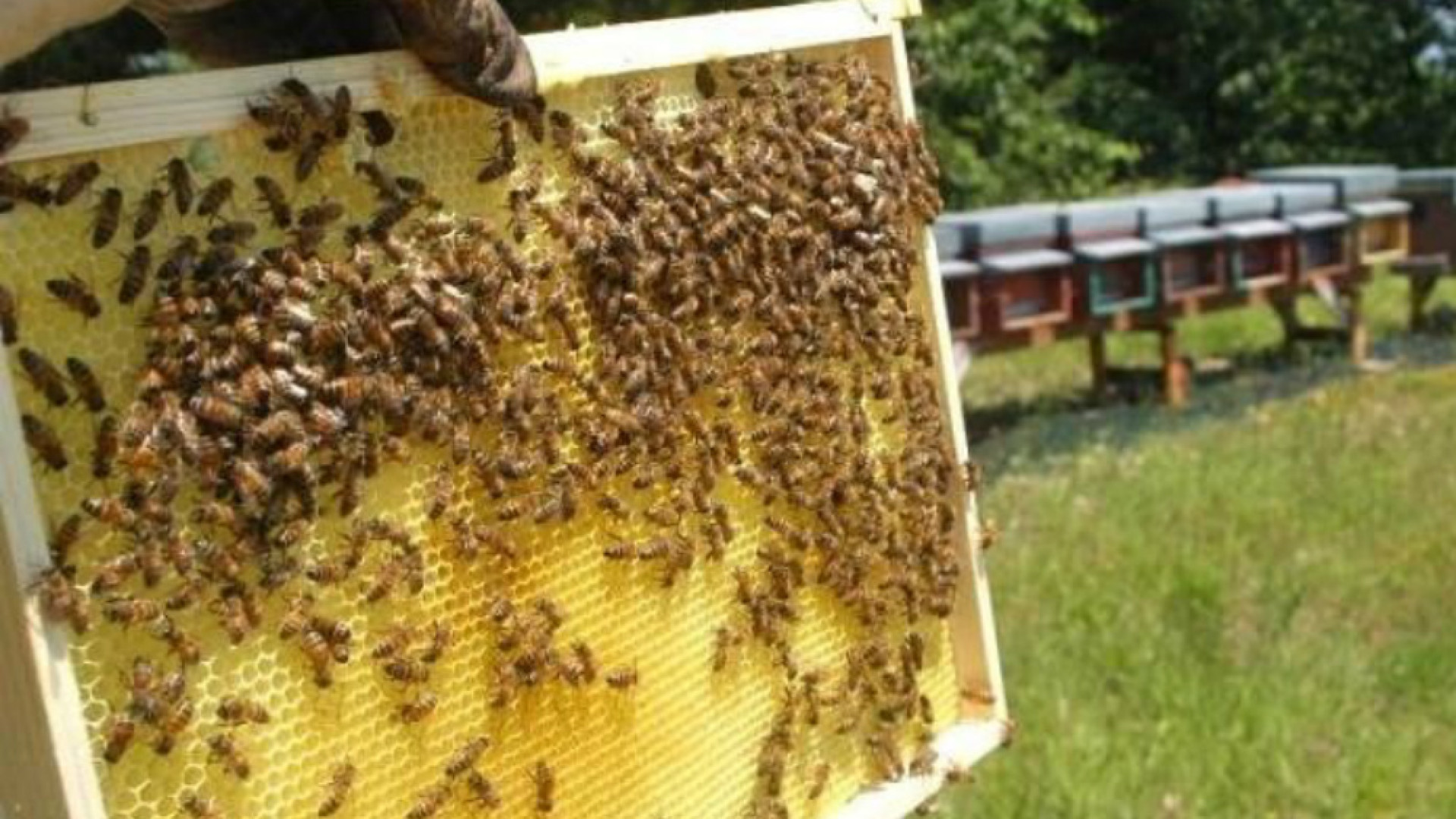 Immagine di Apicoltore, «un sogno ad occhi aperti»