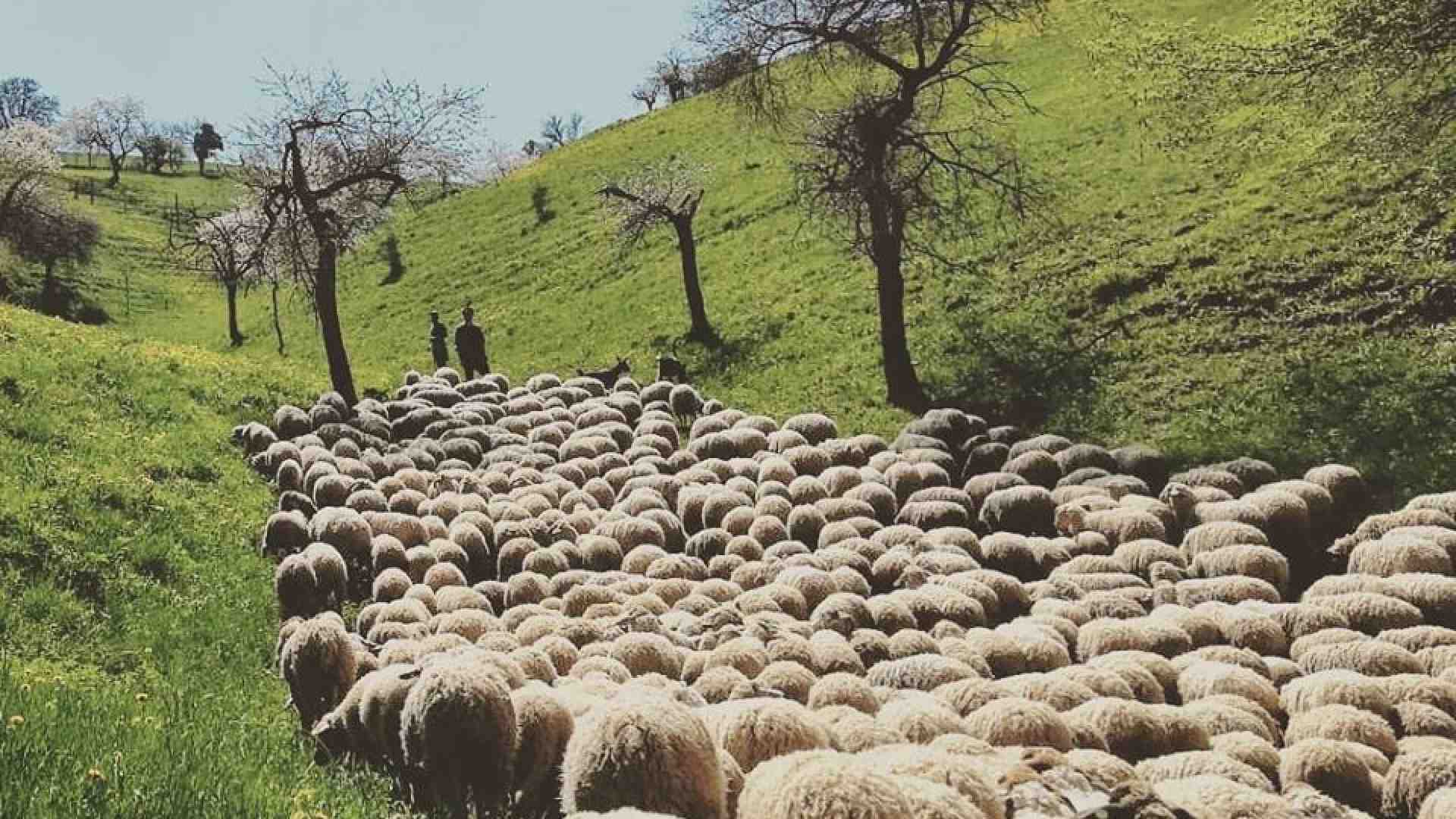 Immagine di Pastore in Lessinia (e a soli 32 anni...)