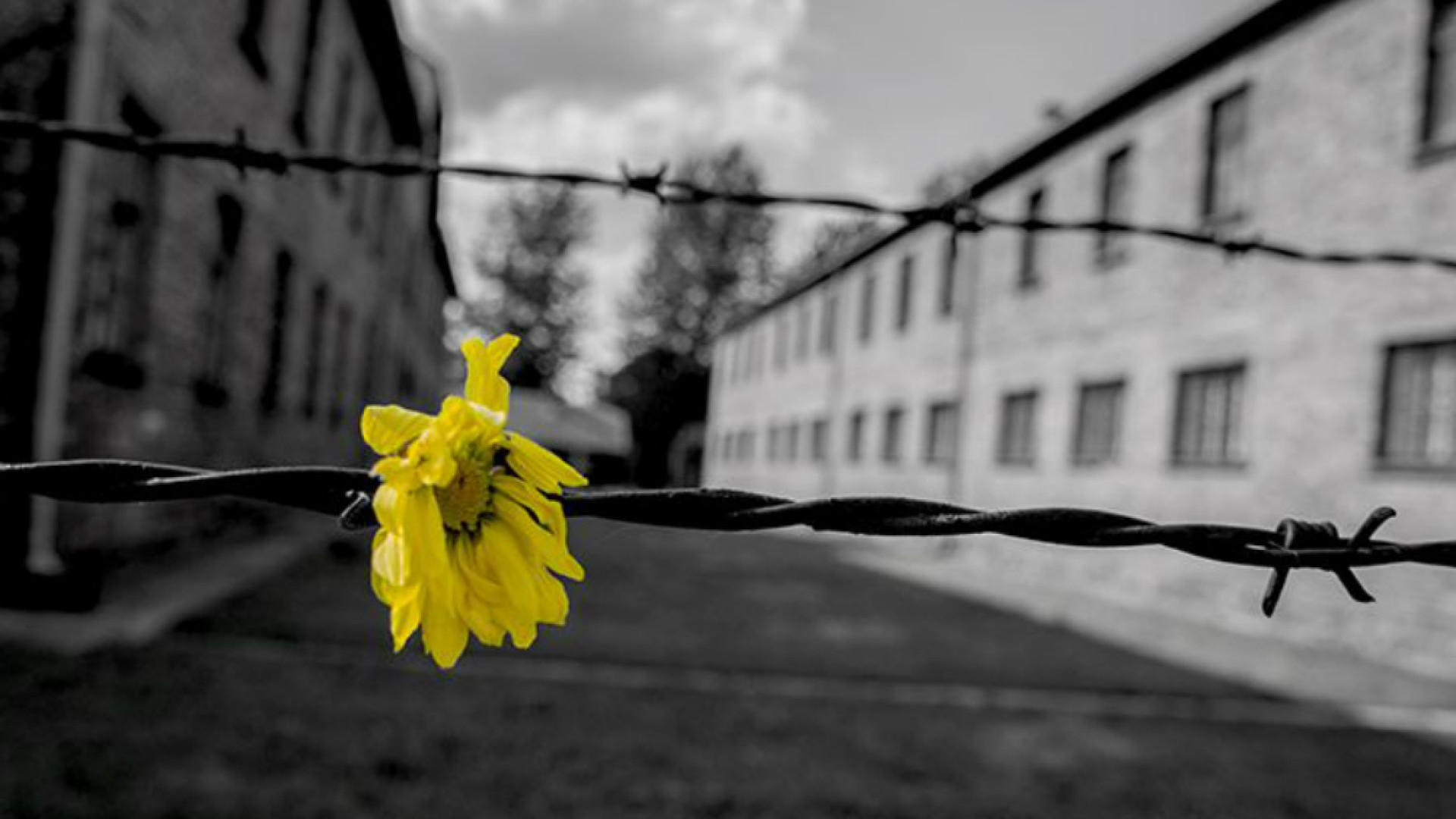 Immagine di Giornata della Memoria: ricordare per non dimenticare la storia e la memoria di milioni di vittime e perseguitati dal nazifascismo
