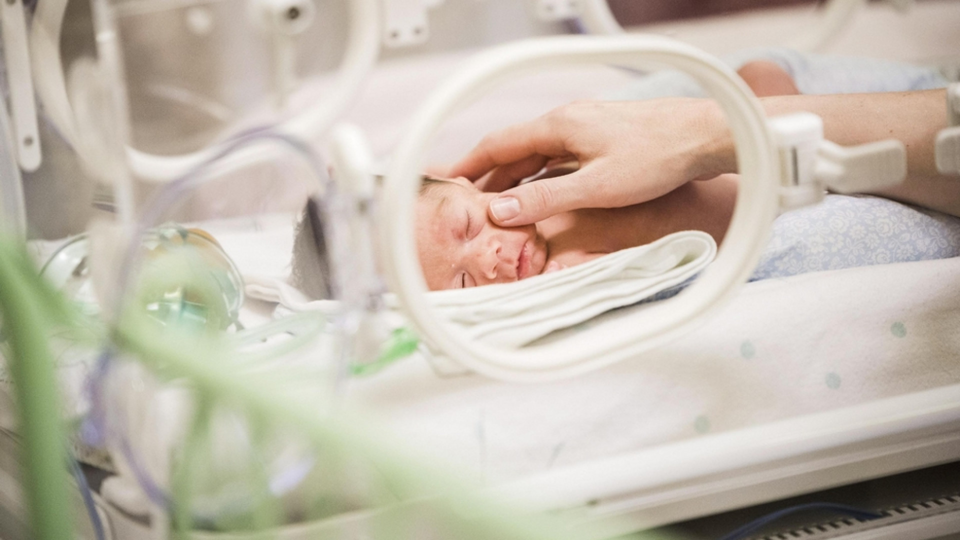 Immagine di Piccoli piccoli, ma non si arrendono