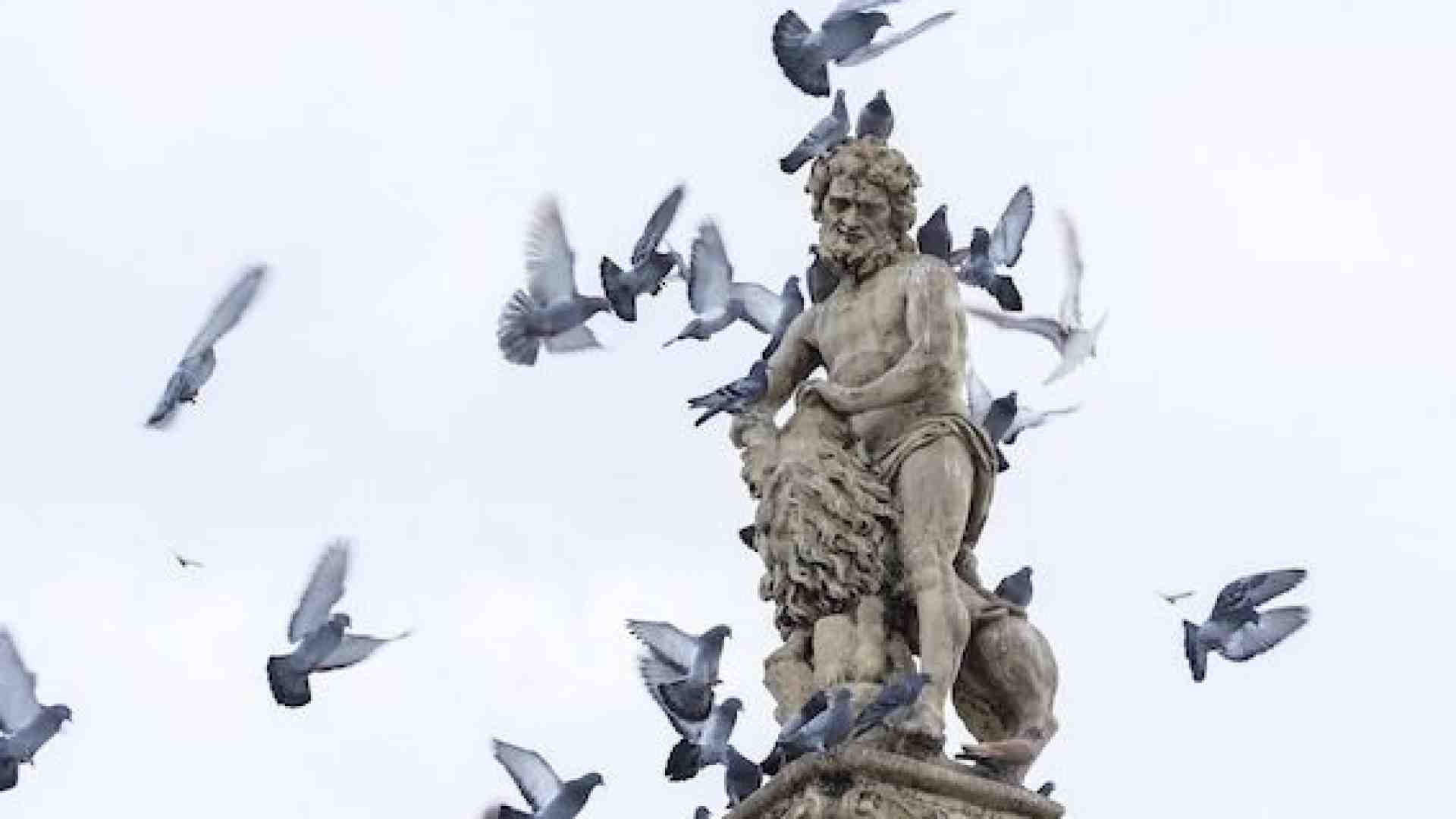 Immagine di Chi deve combattere i pericoli portati dai piccioni a persone e cose?